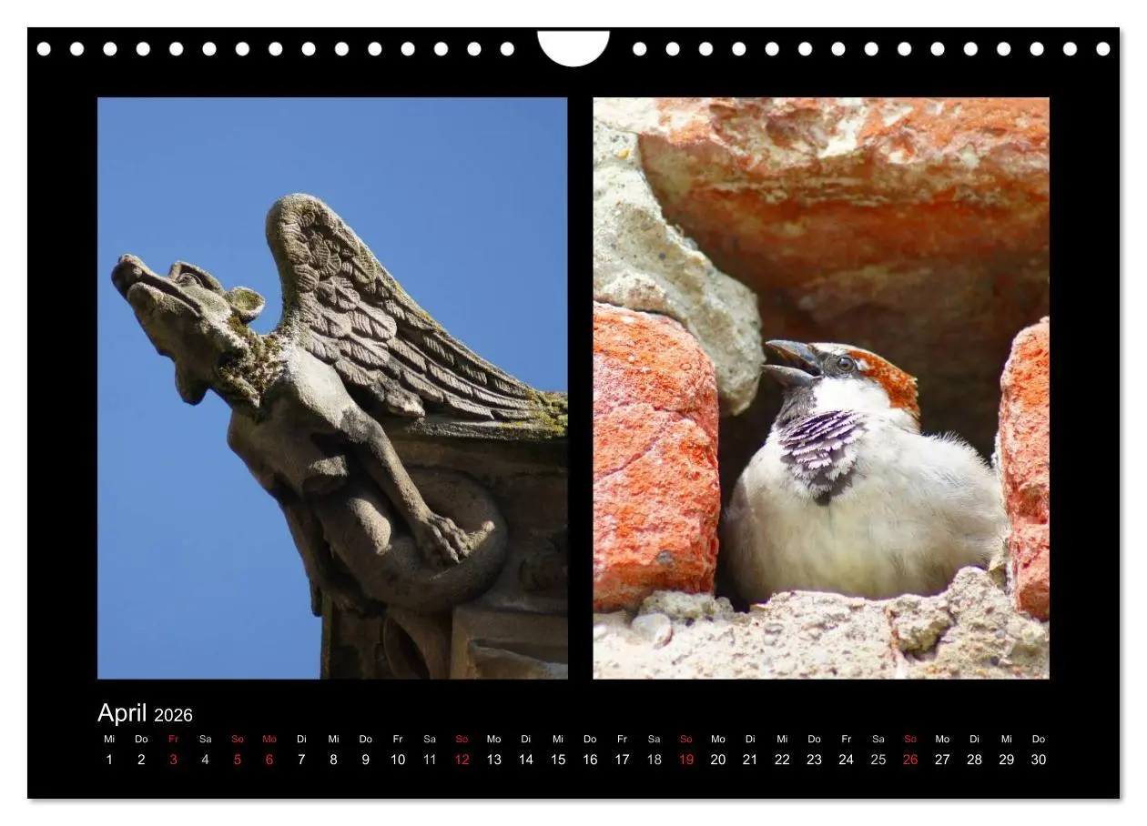 Bild: 9783457983478 | Ulmer Spatzen (Wandkalender 2026 DIN A4 quer), CALVENDO Monatskalender