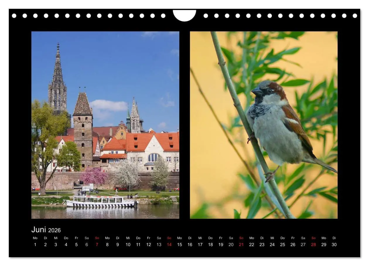 Bild: 9783457983478 | Ulmer Spatzen (Wandkalender 2026 DIN A4 quer), CALVENDO Monatskalender