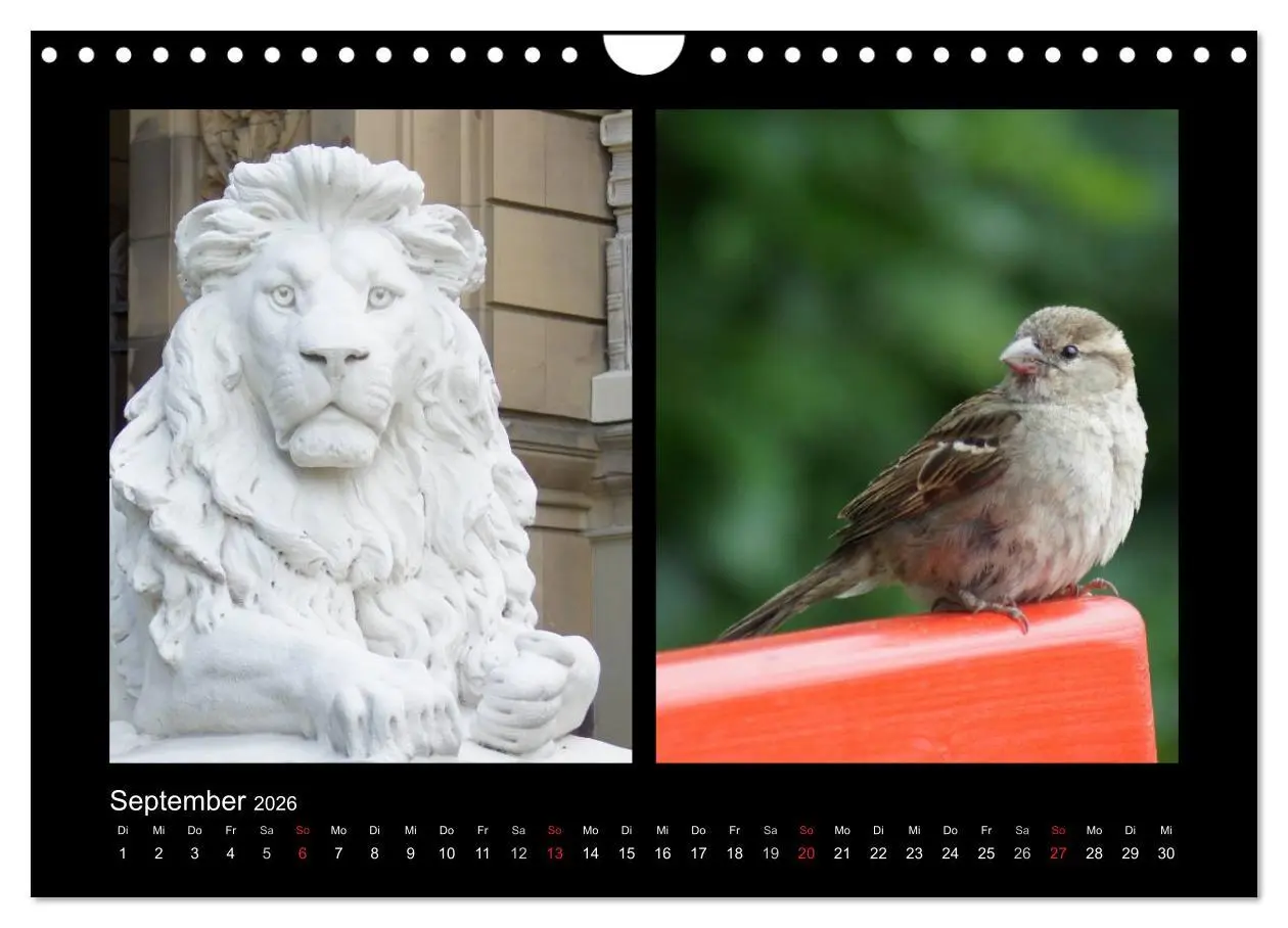 Bild: 9783457983478 | Ulmer Spatzen (Wandkalender 2026 DIN A4 quer), CALVENDO Monatskalender