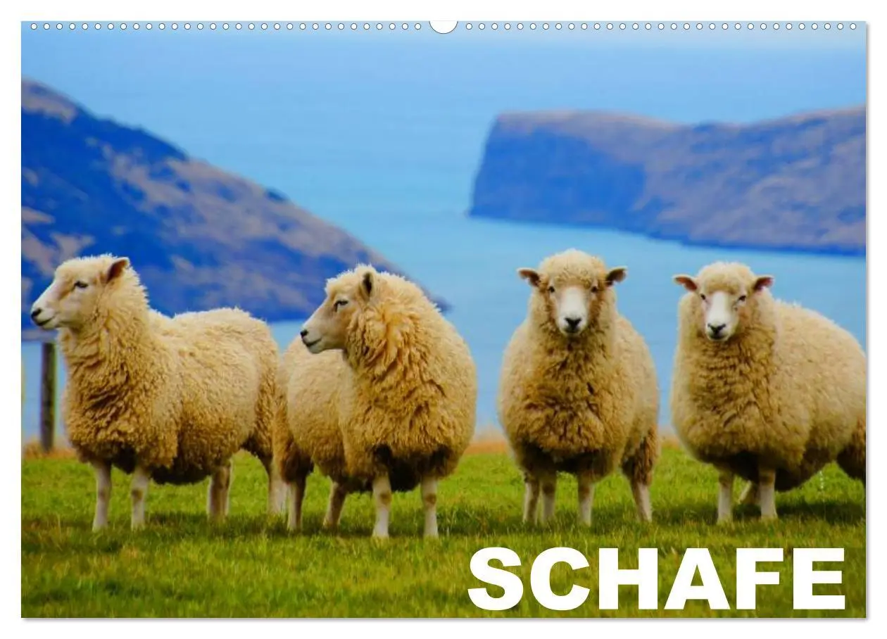 Cover: 9783516143478 | Schafe / Geburtstagskalender (Wandkalender 2026 DIN A2 quer),...