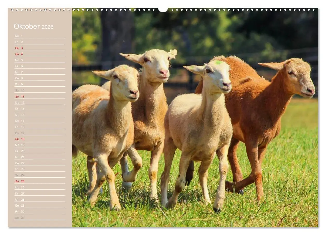 Bild: 9783516143478 | Schafe / Geburtstagskalender (Wandkalender 2026 DIN A2 quer),...