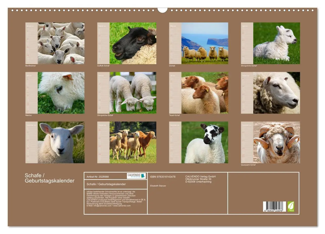 Bild: 9783516143478 | Schafe / Geburtstagskalender (Wandkalender 2026 DIN A2 quer),...