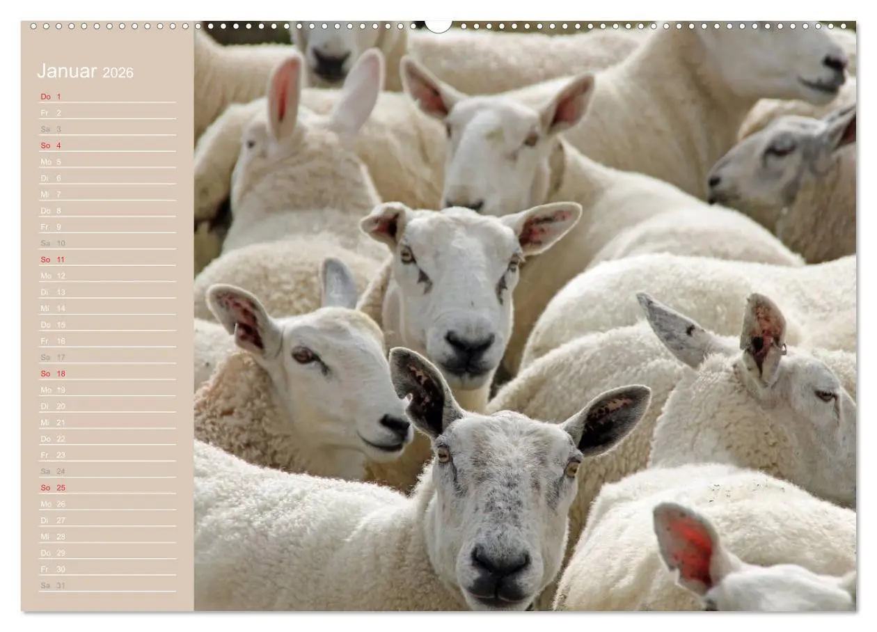 Bild: 9783516143478 | Schafe / Geburtstagskalender (Wandkalender 2026 DIN A2 quer),...