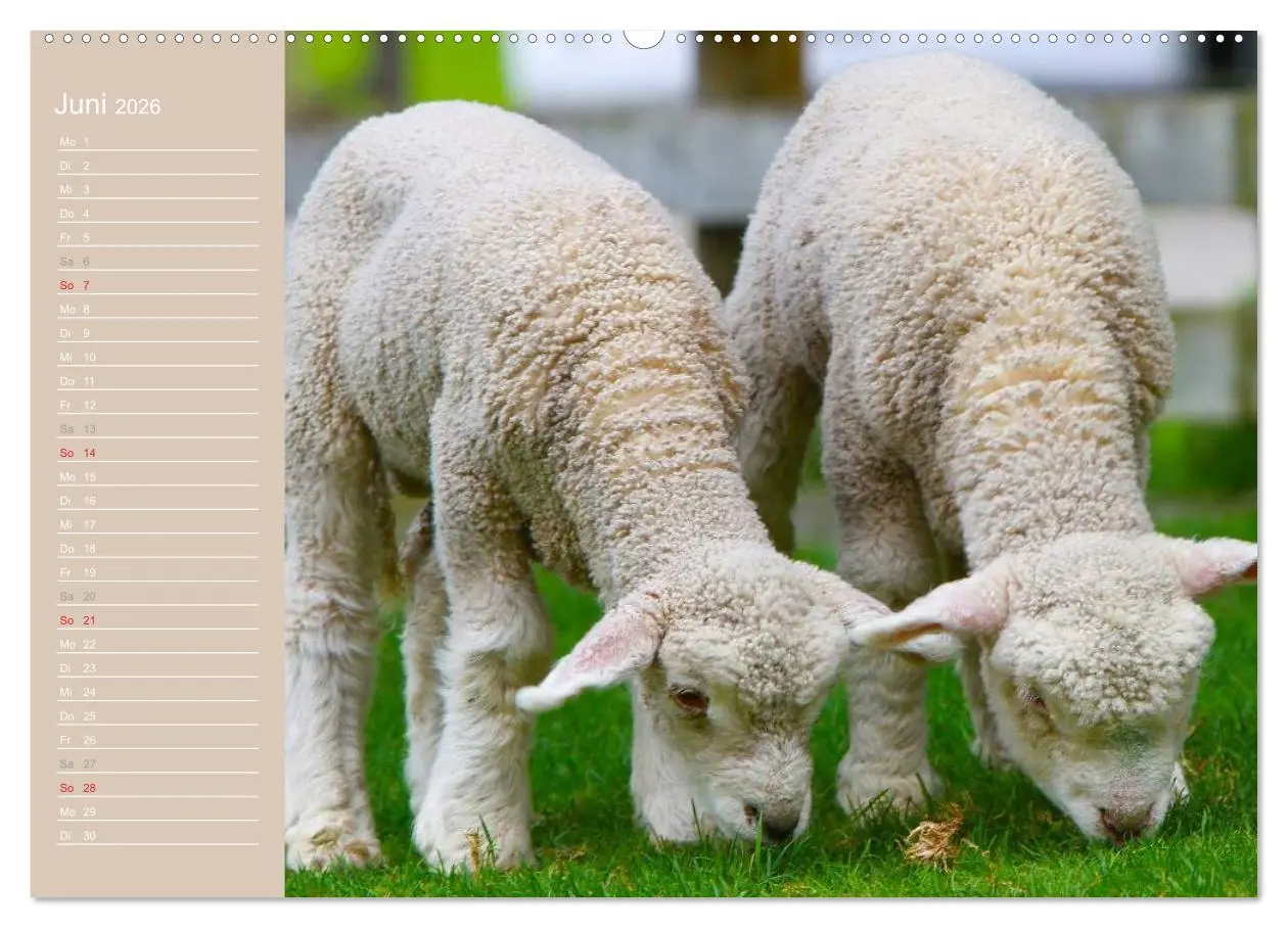 Bild: 9783516143478 | Schafe / Geburtstagskalender (Wandkalender 2026 DIN A2 quer),...