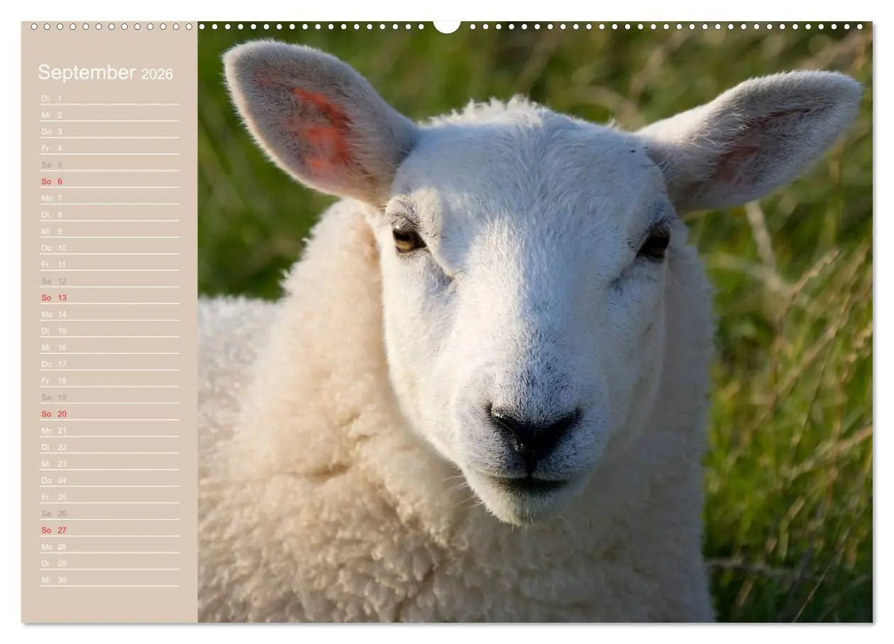 Bild: 9783516143478 | Schafe / Geburtstagskalender (Wandkalender 2026 DIN A2 quer),...