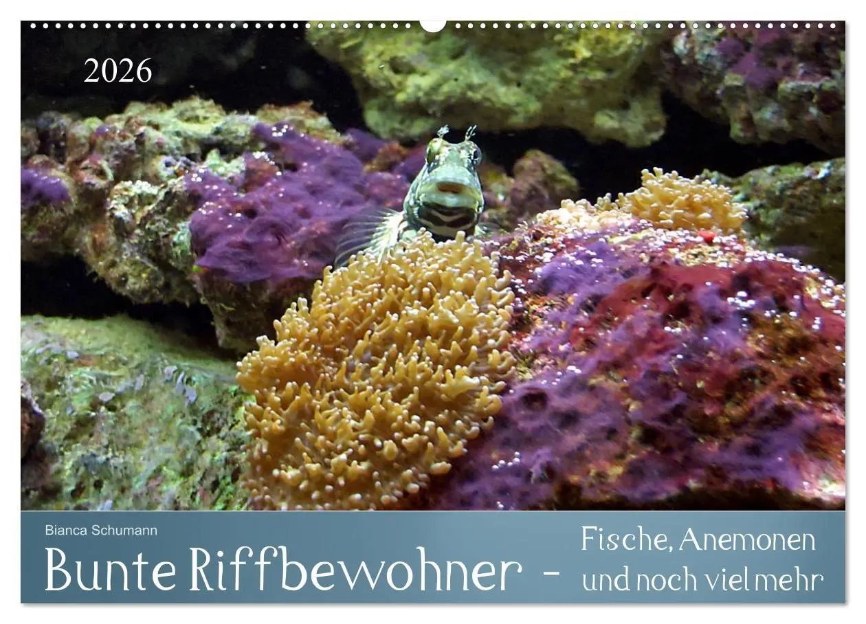 Cover: 9783516133578 | Bunte Riffbewohner - Fische, Anemonen und noch viel mehr...