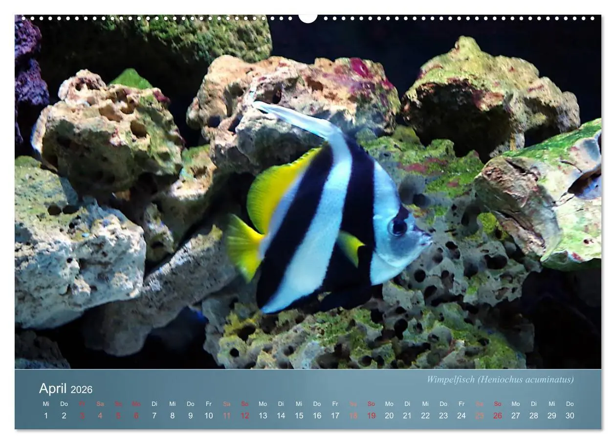 Bild: 9783516133578 | Bunte Riffbewohner - Fische, Anemonen und noch viel mehr...