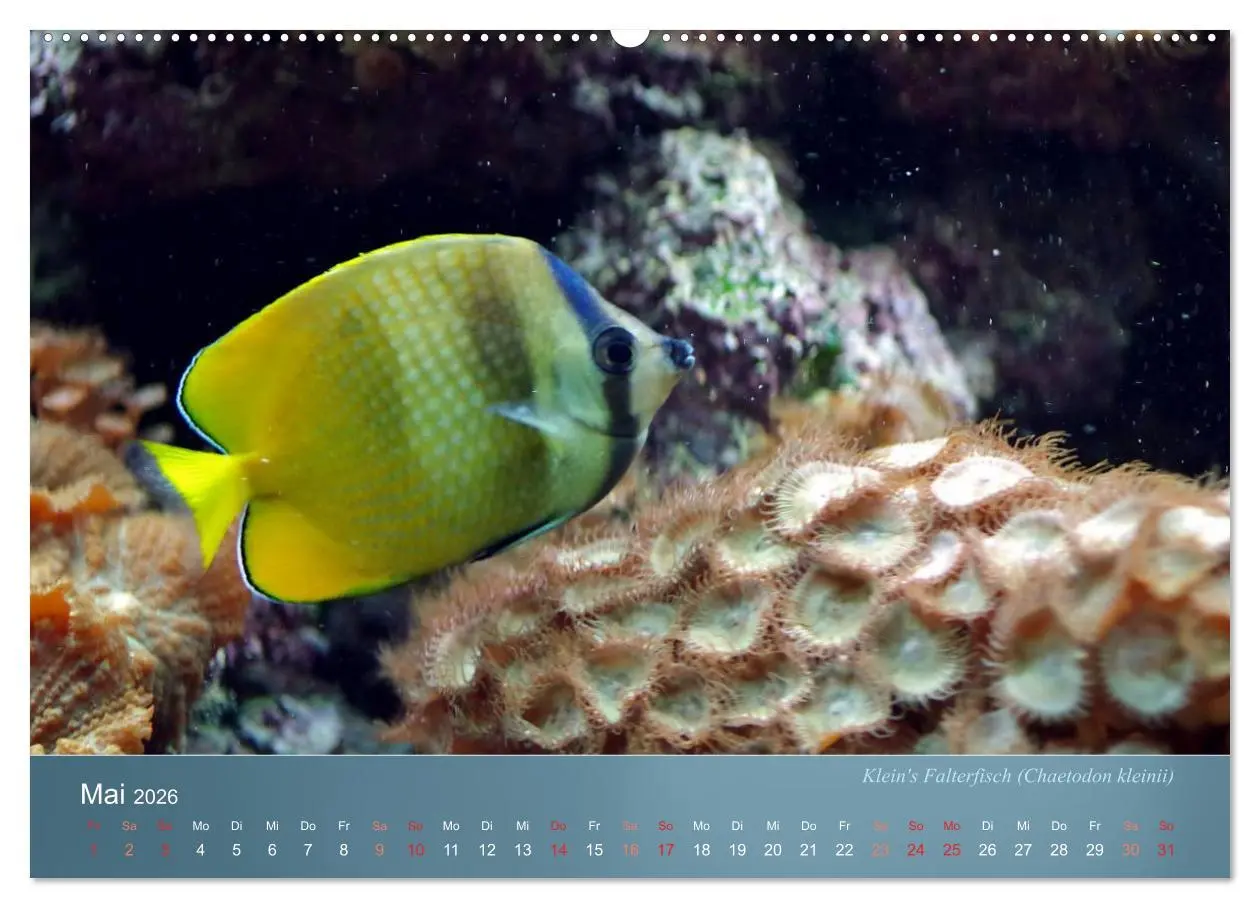 Bild: 9783516133578 | Bunte Riffbewohner - Fische, Anemonen und noch viel mehr...