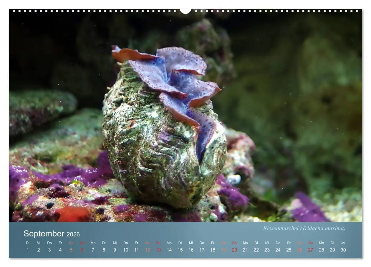 Bild: 9783516133578 | Bunte Riffbewohner - Fische, Anemonen und noch viel mehr...