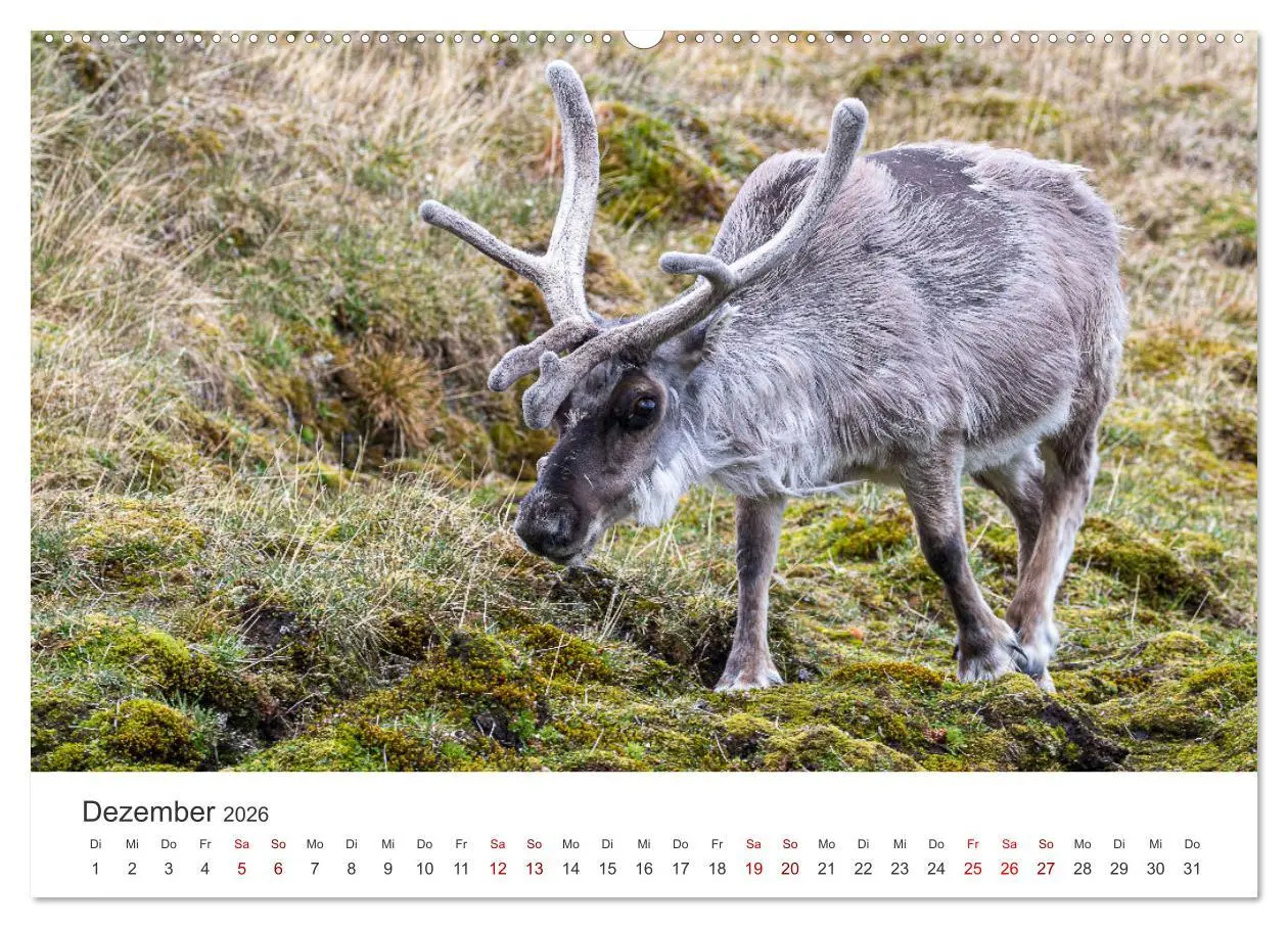 Bild: 9783457413678 | Spitzbergen - Eis, Eisbären und mehr (hochwertiger Premium...