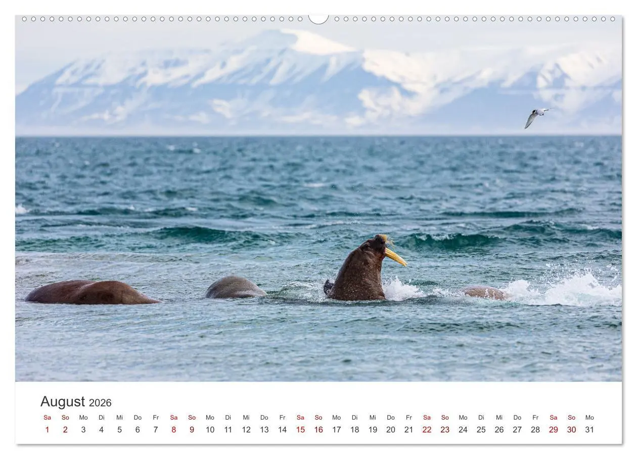 Bild: 9783457413678 | Spitzbergen - Eis, Eisbären und mehr (hochwertiger Premium...