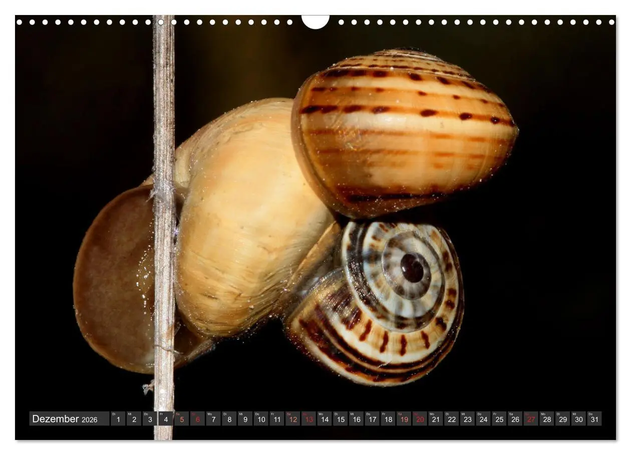 Bild: 9783457643778 | DIE SCHNECKEN EUROPAS (Wandkalender 2026 DIN A3 quer), CALVENDO...