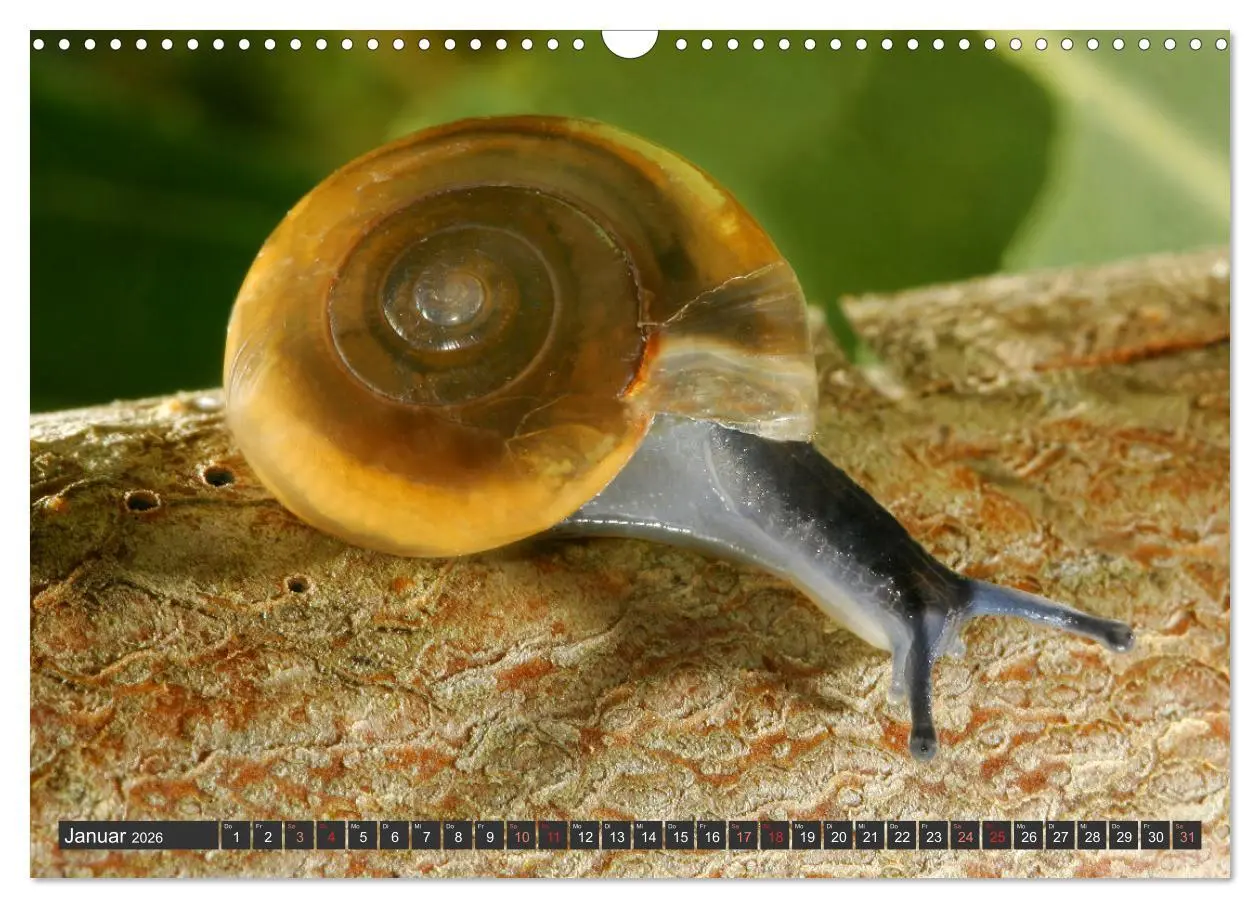 Bild: 9783457643778 | DIE SCHNECKEN EUROPAS (Wandkalender 2026 DIN A3 quer), CALVENDO...