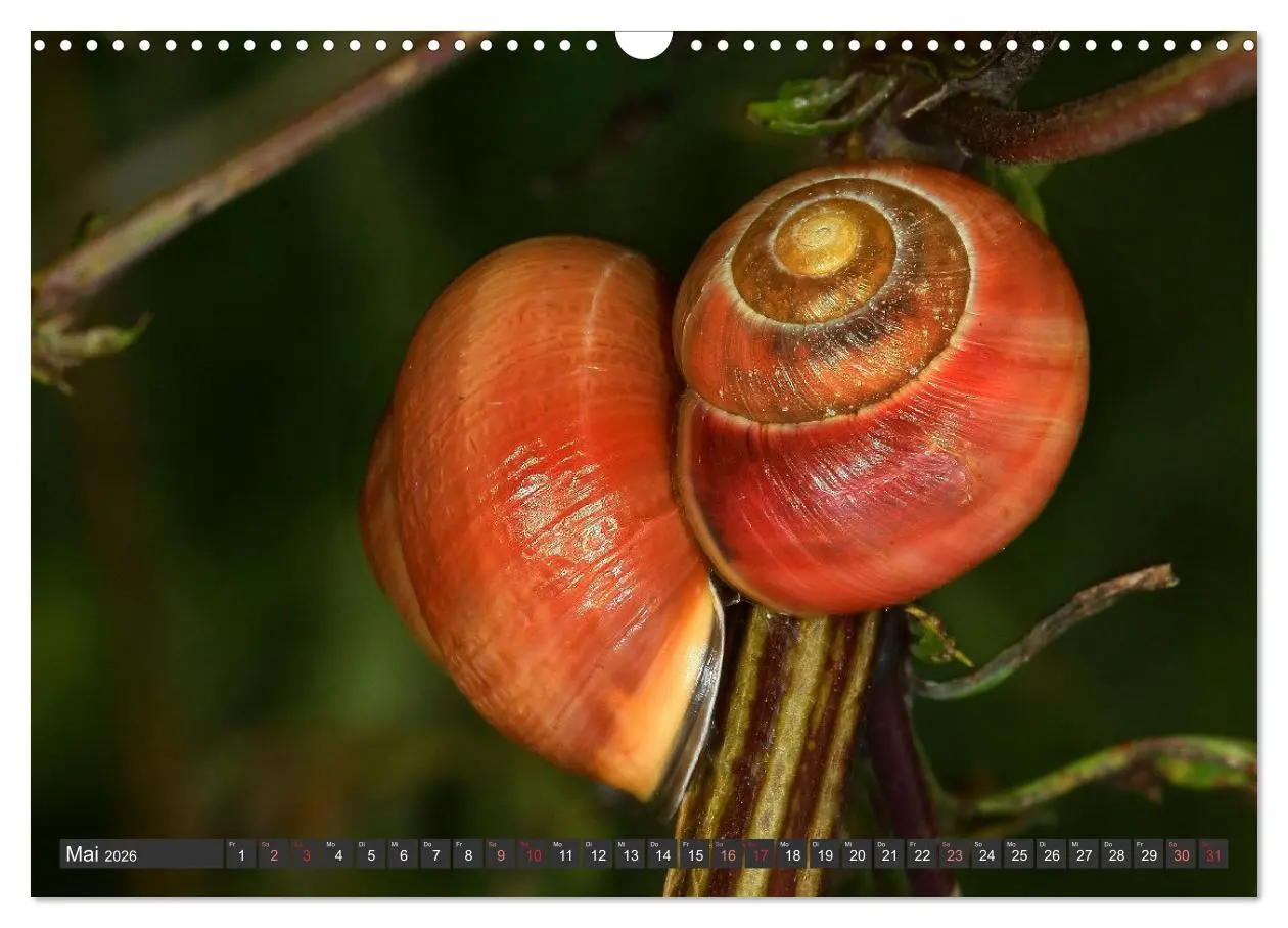 Bild: 9783457643778 | DIE SCHNECKEN EUROPAS (Wandkalender 2026 DIN A3 quer), CALVENDO...