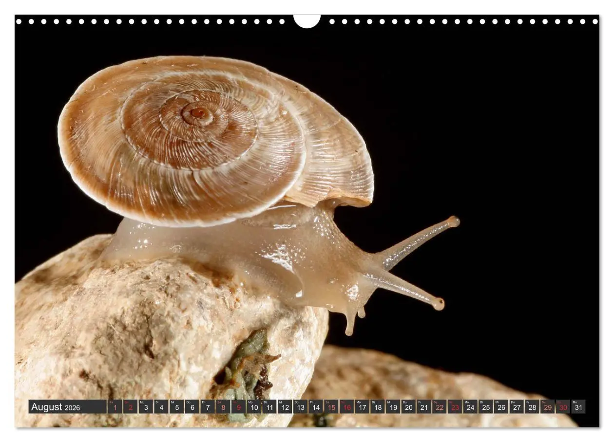 Bild: 9783457643778 | DIE SCHNECKEN EUROPAS (Wandkalender 2026 DIN A3 quer), CALVENDO...