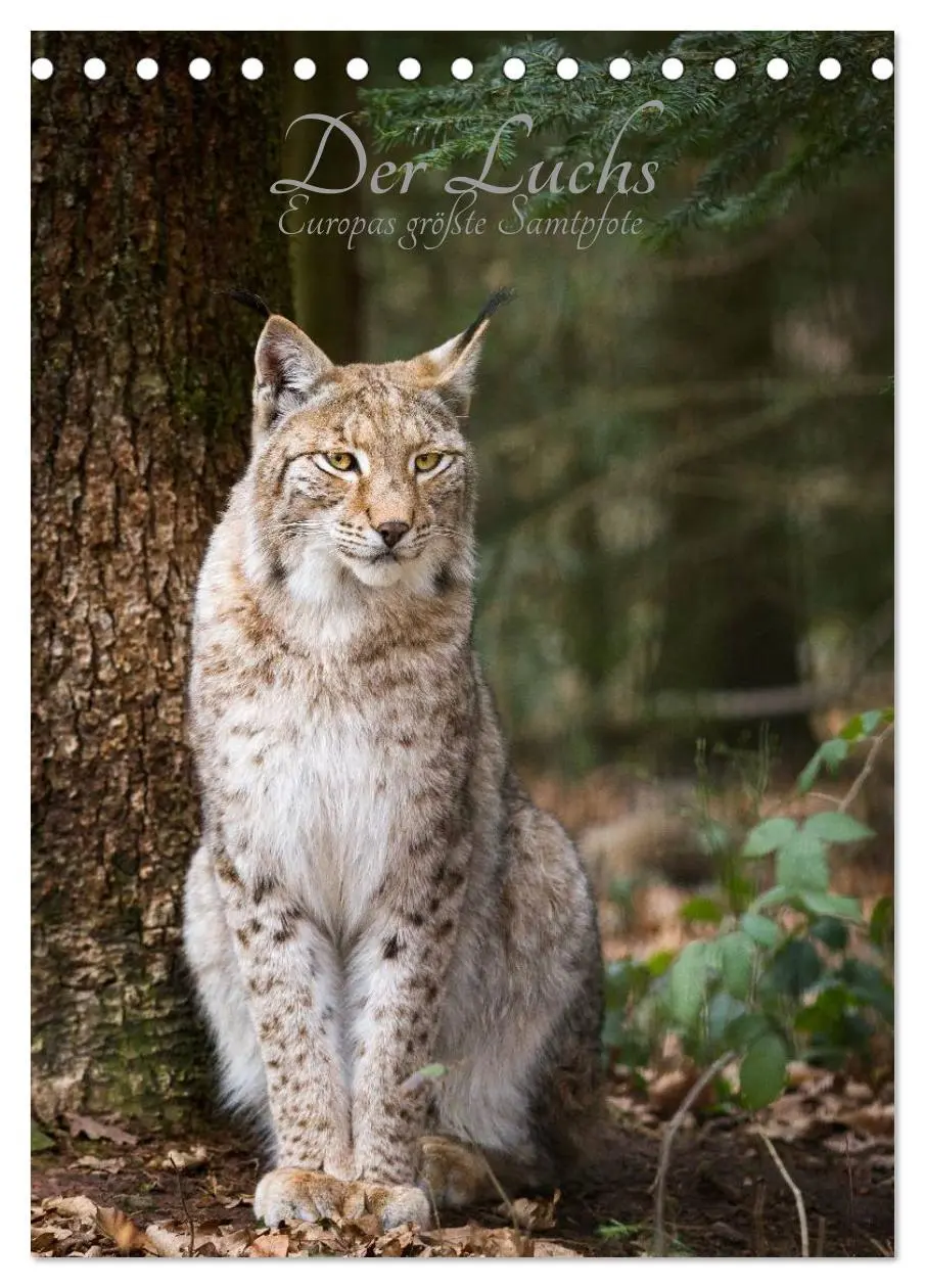 Cover: 9783516423778 | Der Luchs - Europas größte Samtpfote (Tischkalender 2026 DIN A5...