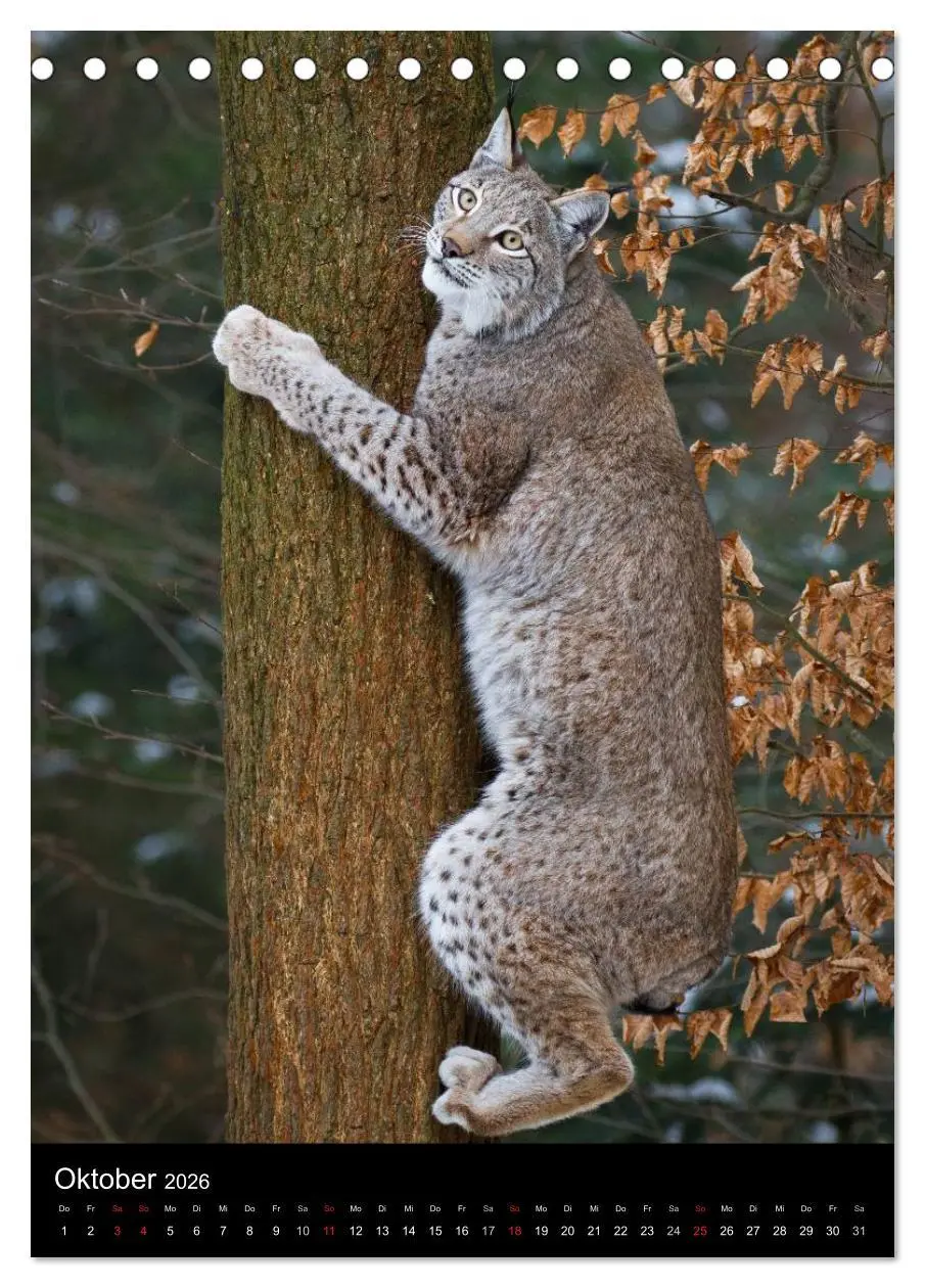 Bild: 9783516423778 | Der Luchs - Europas größte Samtpfote (Tischkalender 2026 DIN A5...