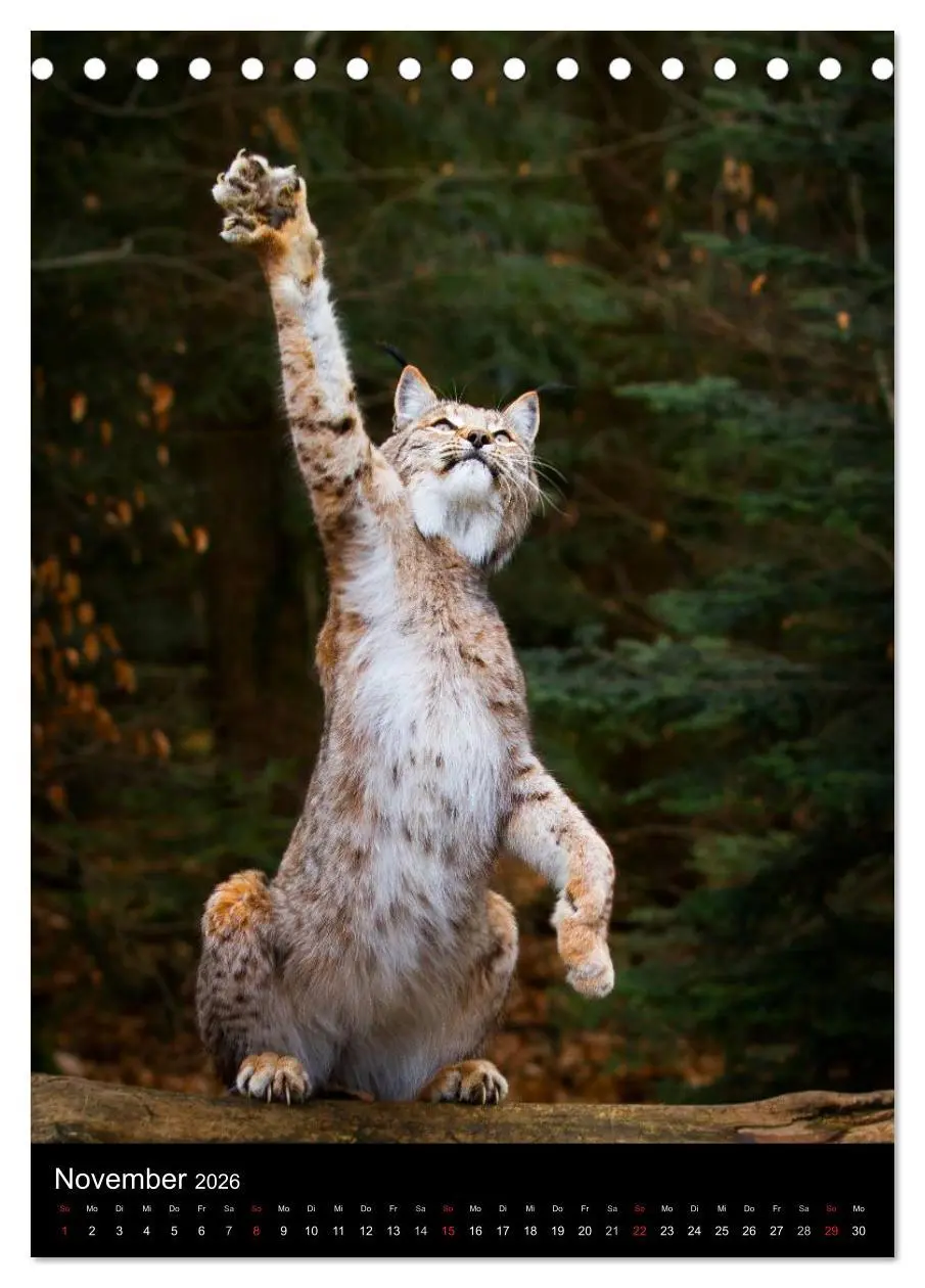 Bild: 9783516423778 | Der Luchs - Europas größte Samtpfote (Tischkalender 2026 DIN A5...