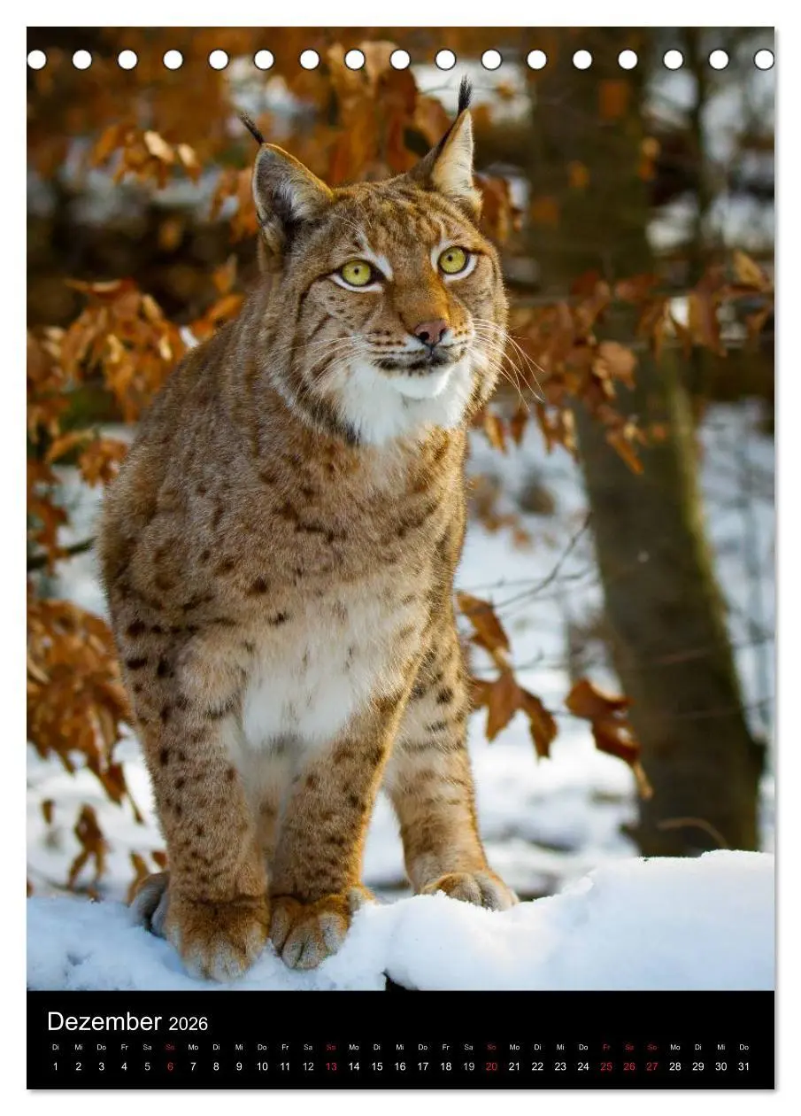 Bild: 9783516423778 | Der Luchs - Europas größte Samtpfote (Tischkalender 2026 DIN A5...