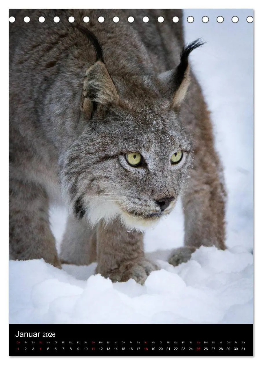 Bild: 9783516423778 | Der Luchs - Europas größte Samtpfote (Tischkalender 2026 DIN A5...