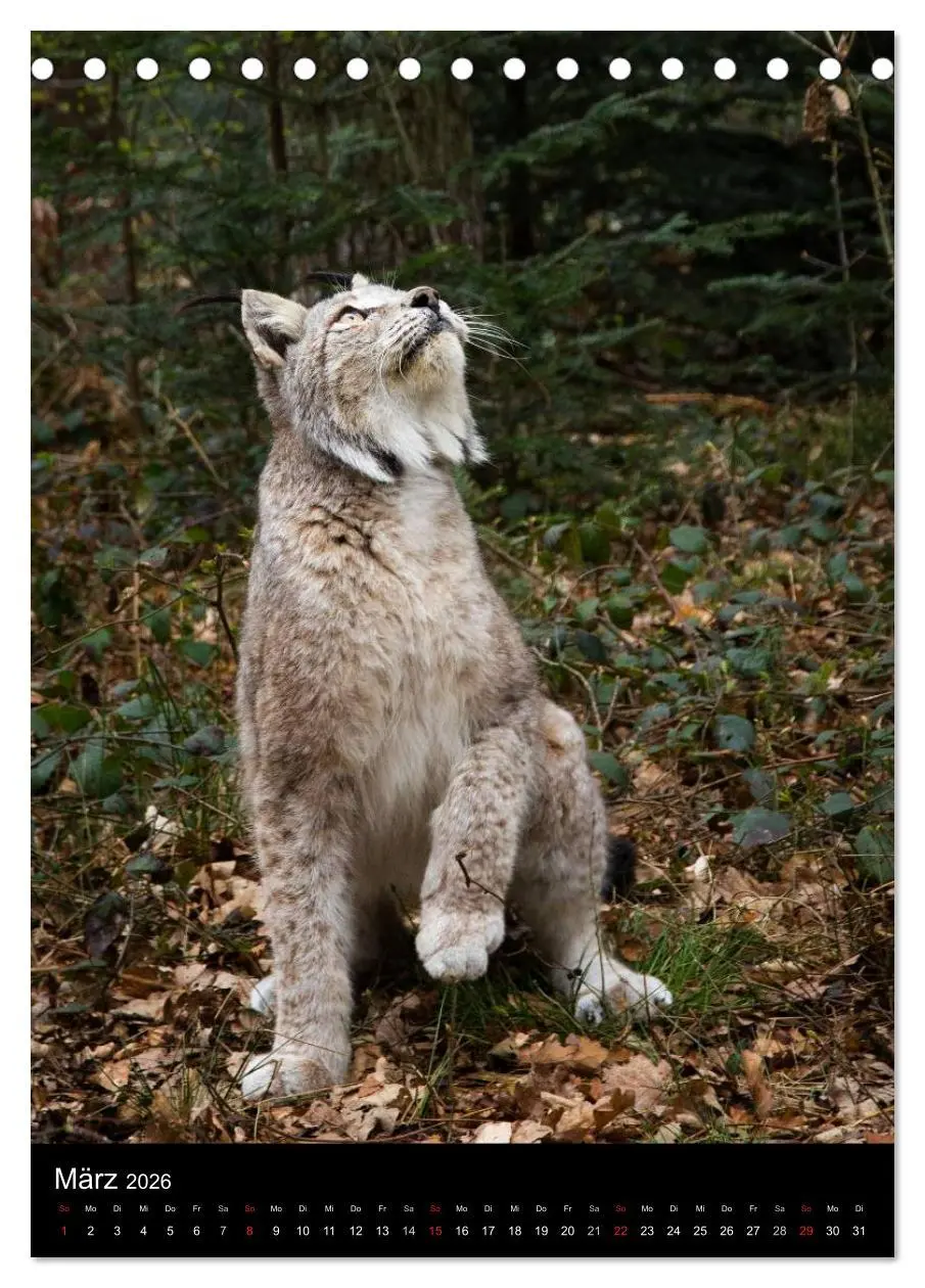 Bild: 9783516423778 | Der Luchs - Europas größte Samtpfote (Tischkalender 2026 DIN A5...