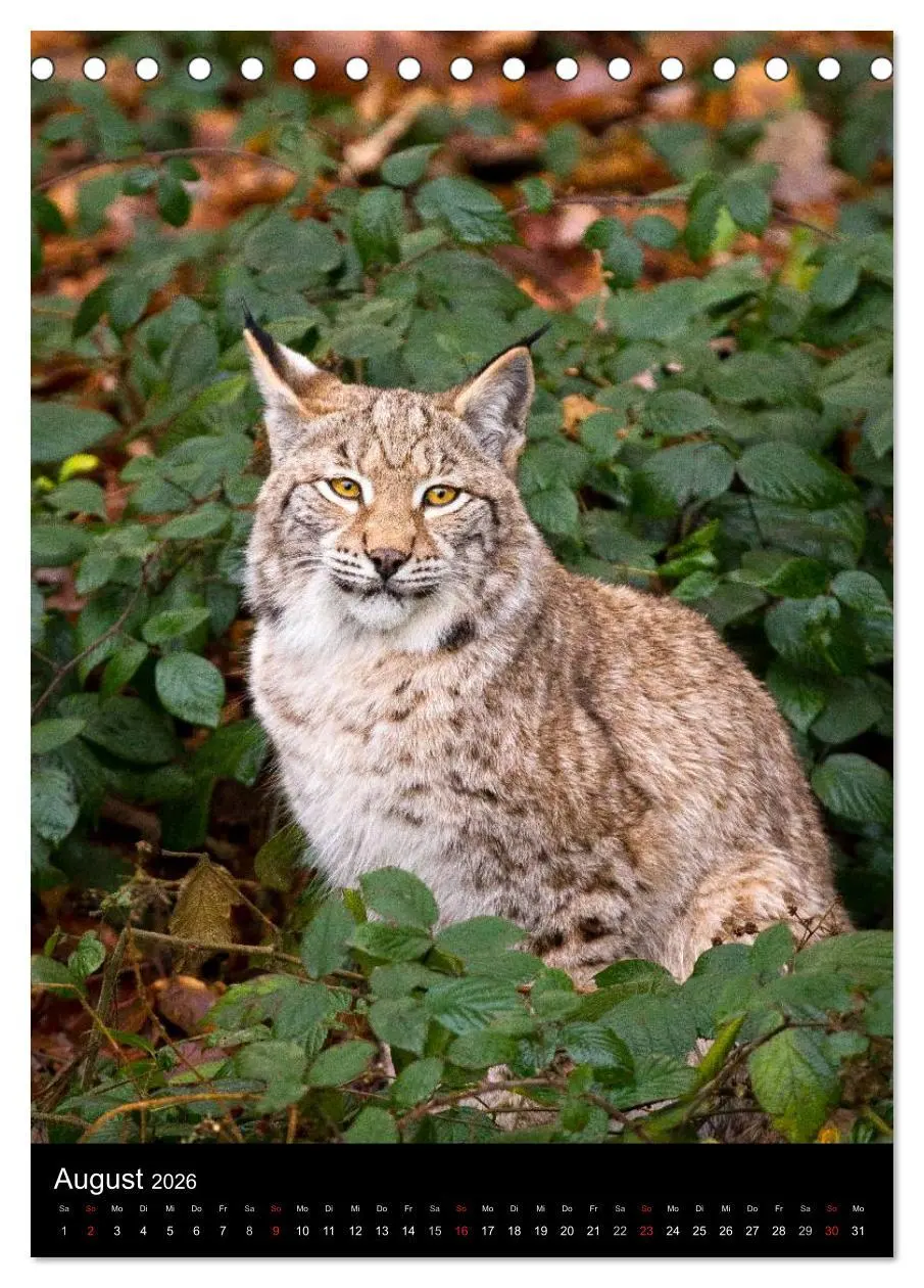 Bild: 9783516423778 | Der Luchs - Europas größte Samtpfote (Tischkalender 2026 DIN A5...