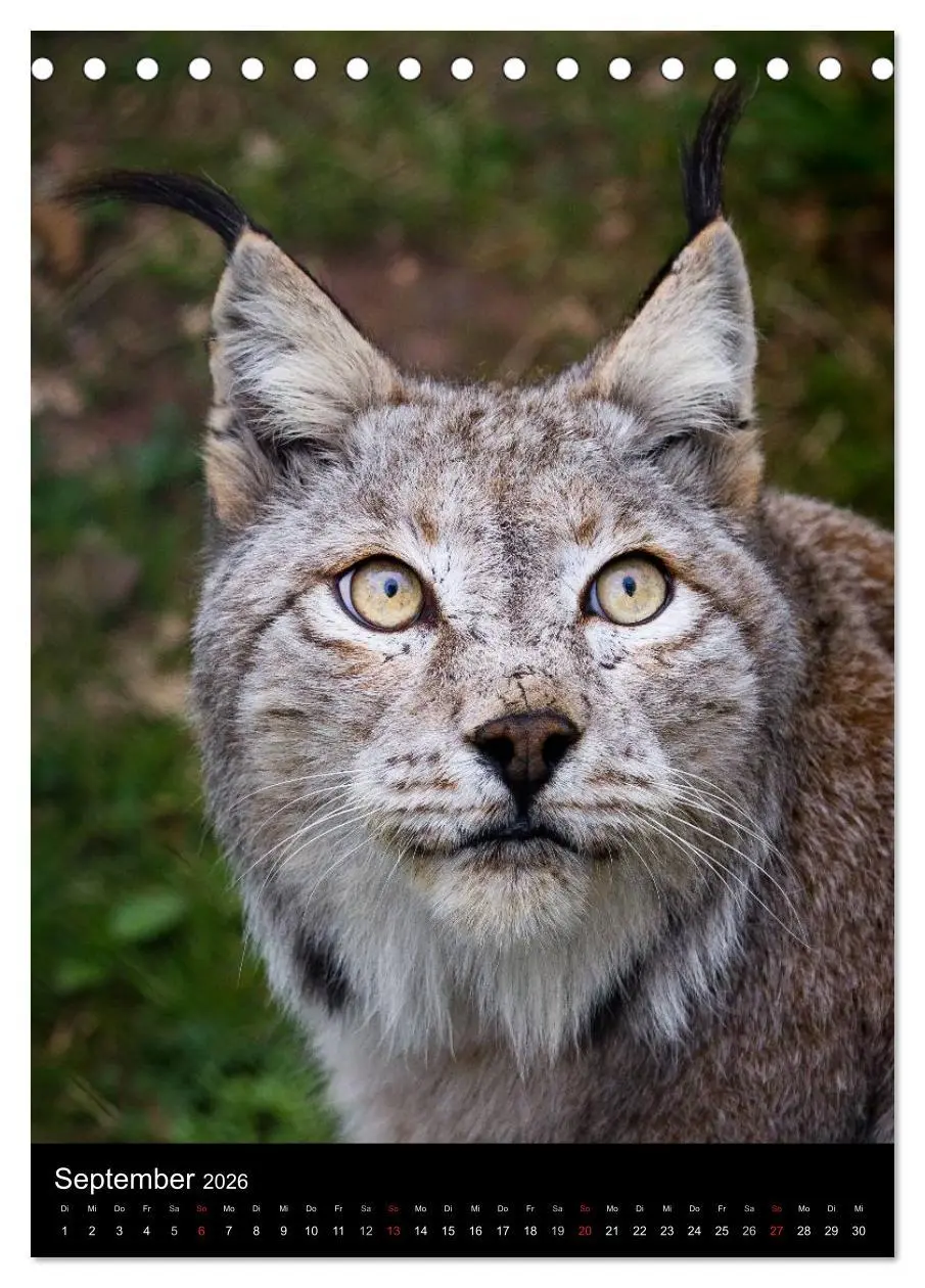 Bild: 9783516423778 | Der Luchs - Europas größte Samtpfote (Tischkalender 2026 DIN A5...