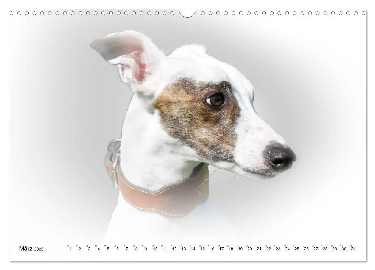 Bild: 9783383823978 | Windhund Portrait 2025 White Edition (Wandkalender 2025 DIN A3...