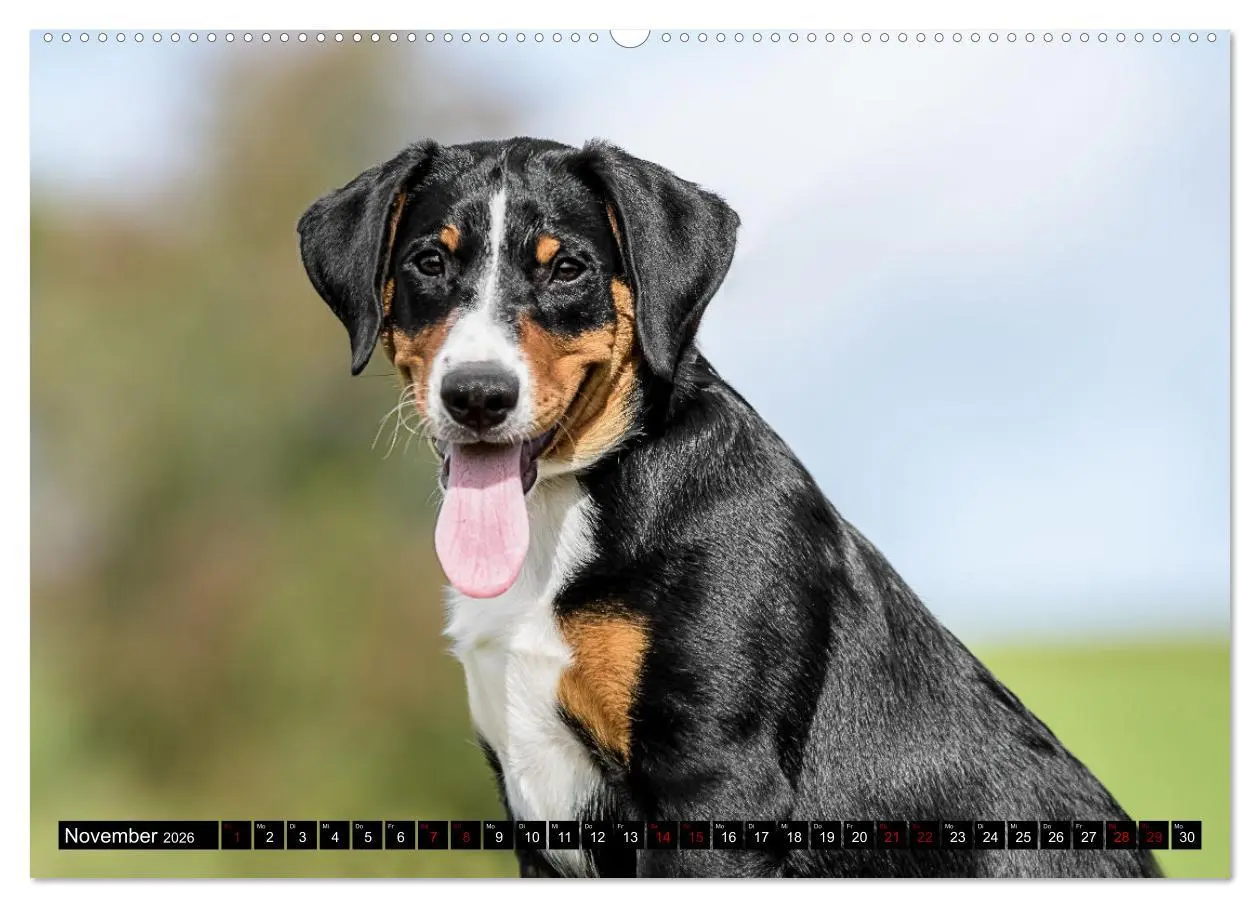 Bild: 9783457483978 | Appenzeller Sennenhunde - Fröhliche Kameraden (hochwertiger Premium...