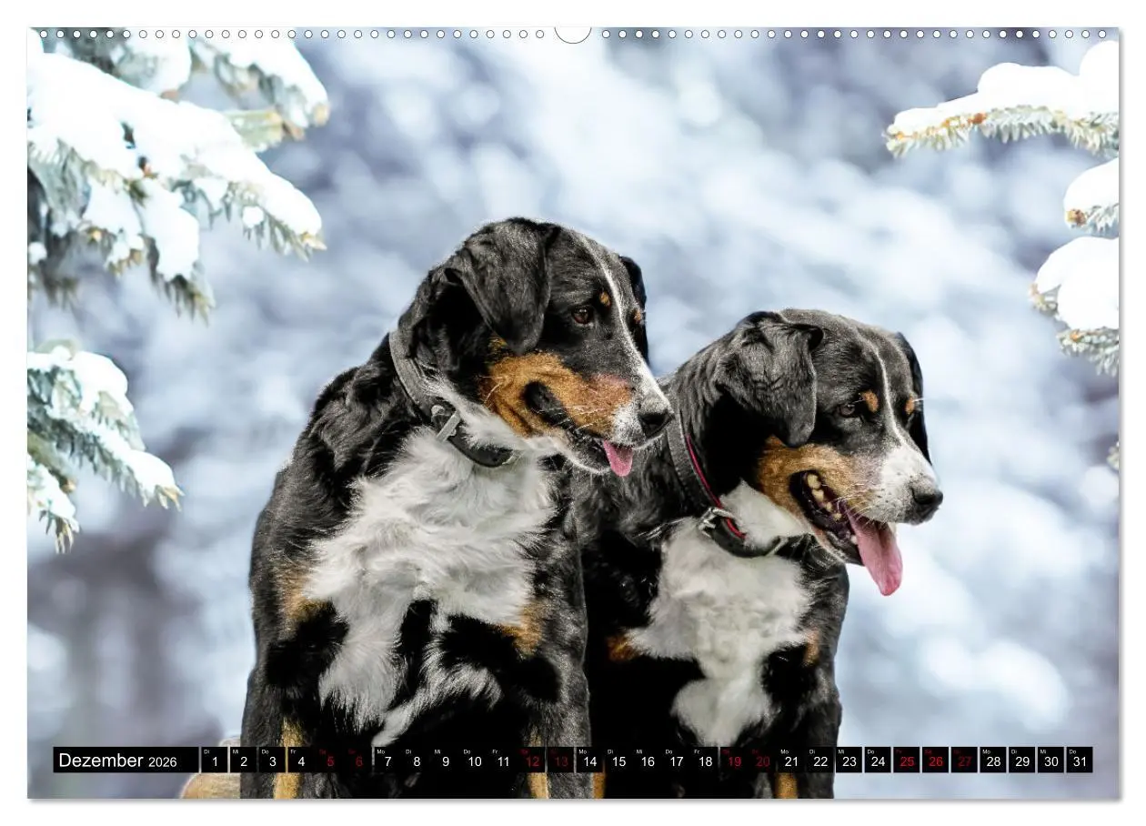 Bild: 9783457483978 | Appenzeller Sennenhunde - Fröhliche Kameraden (hochwertiger Premium...