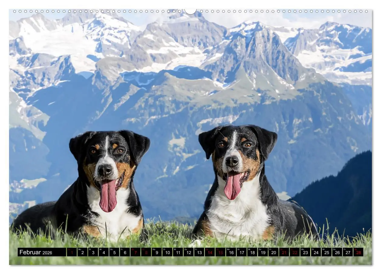 Bild: 9783457483978 | Appenzeller Sennenhunde - Fröhliche Kameraden (hochwertiger Premium...