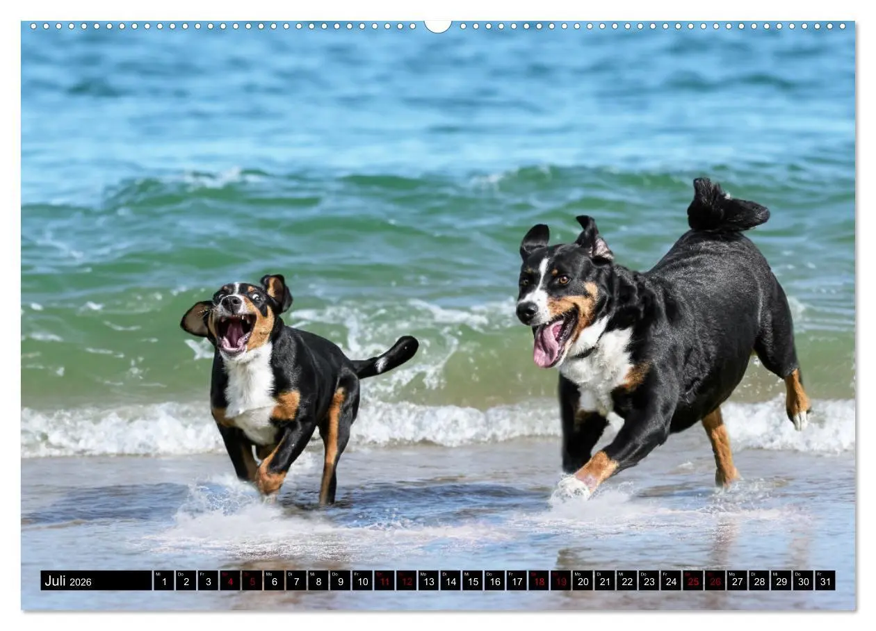 Bild: 9783457483978 | Appenzeller Sennenhunde - Fröhliche Kameraden (hochwertiger Premium...