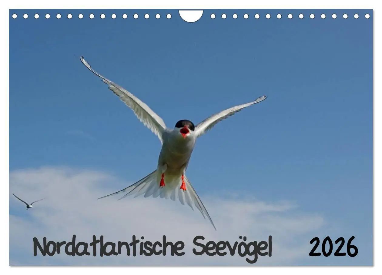Cover: 9783516193978 | Nordatlantische Seevögel (Wandkalender 2026 DIN A4 quer), CALVENDO...