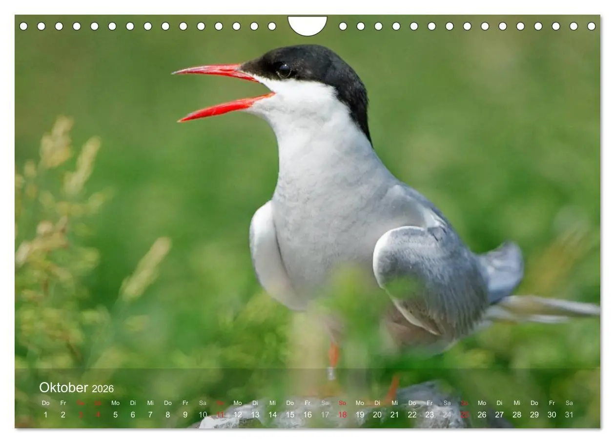 Bild: 9783516193978 | Nordatlantische Seevögel (Wandkalender 2026 DIN A4 quer), CALVENDO...