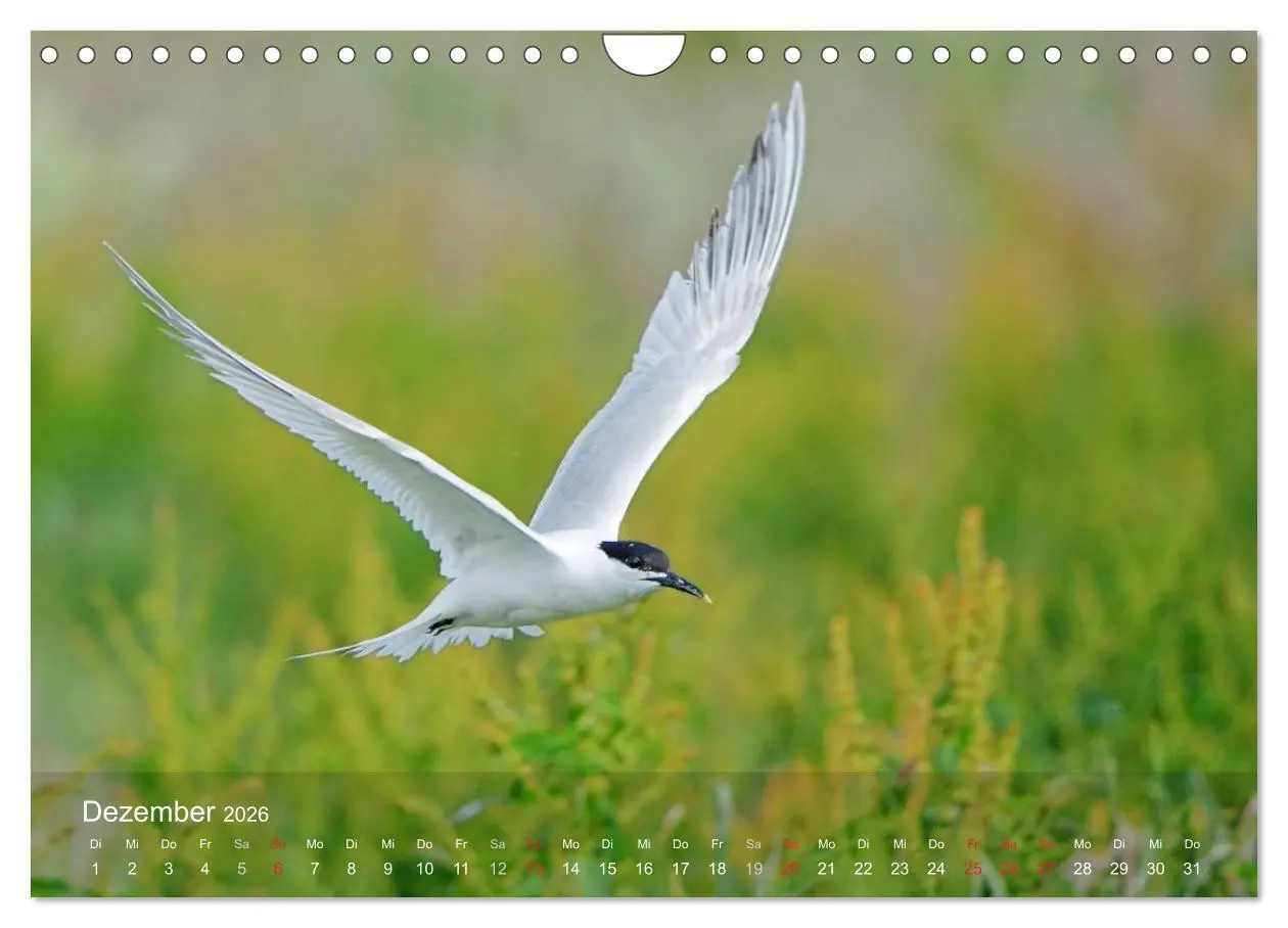 Bild: 9783516193978 | Nordatlantische Seevögel (Wandkalender 2026 DIN A4 quer), CALVENDO...