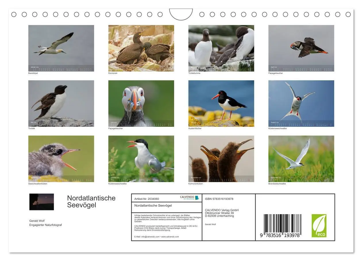 Bild: 9783516193978 | Nordatlantische Seevögel (Wandkalender 2026 DIN A4 quer), CALVENDO...