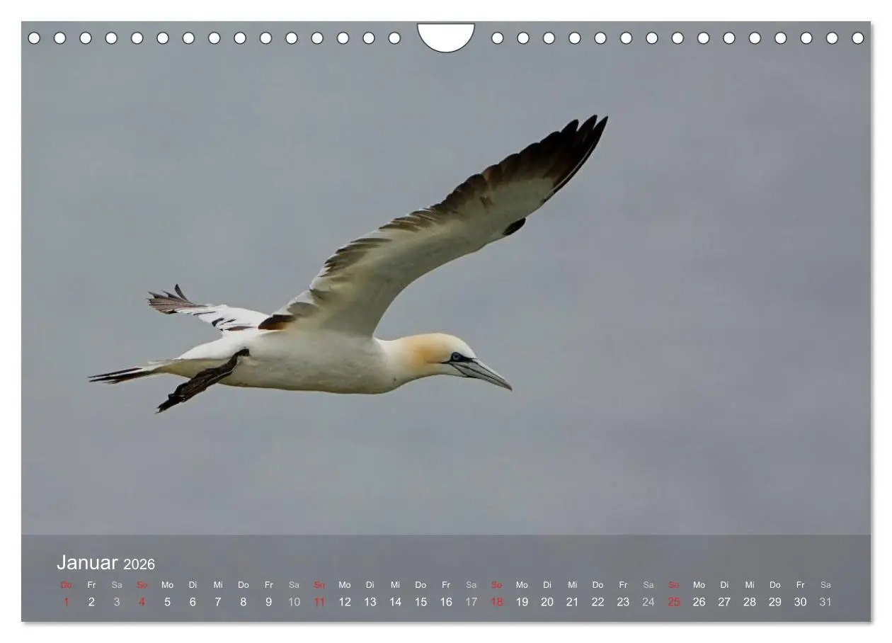 Bild: 9783516193978 | Nordatlantische Seevögel (Wandkalender 2026 DIN A4 quer), CALVENDO...