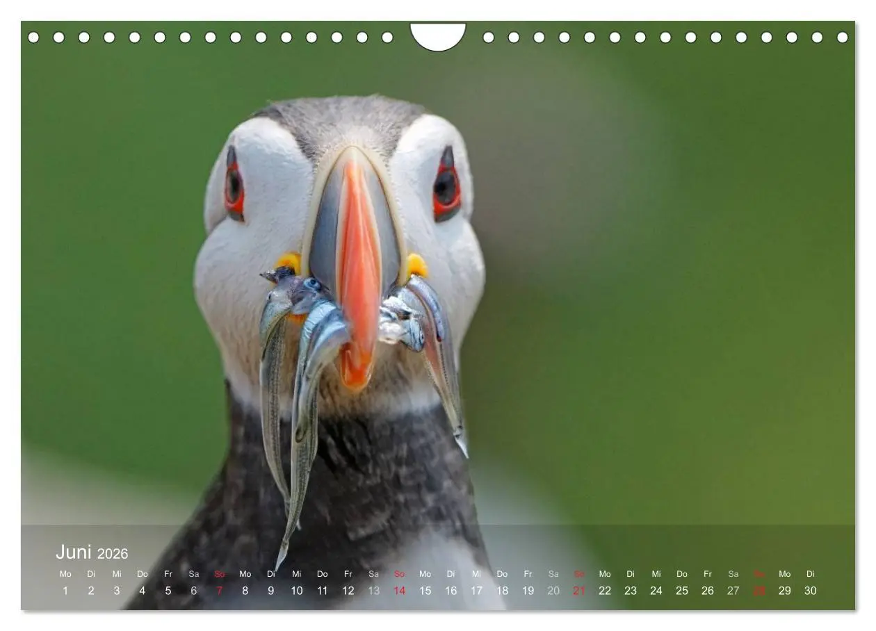 Bild: 9783516193978 | Nordatlantische Seevögel (Wandkalender 2026 DIN A4 quer), CALVENDO...