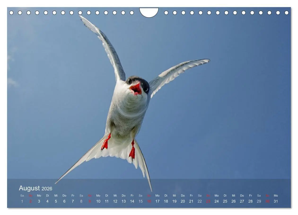 Bild: 9783516193978 | Nordatlantische Seevögel (Wandkalender 2026 DIN A4 quer), CALVENDO...