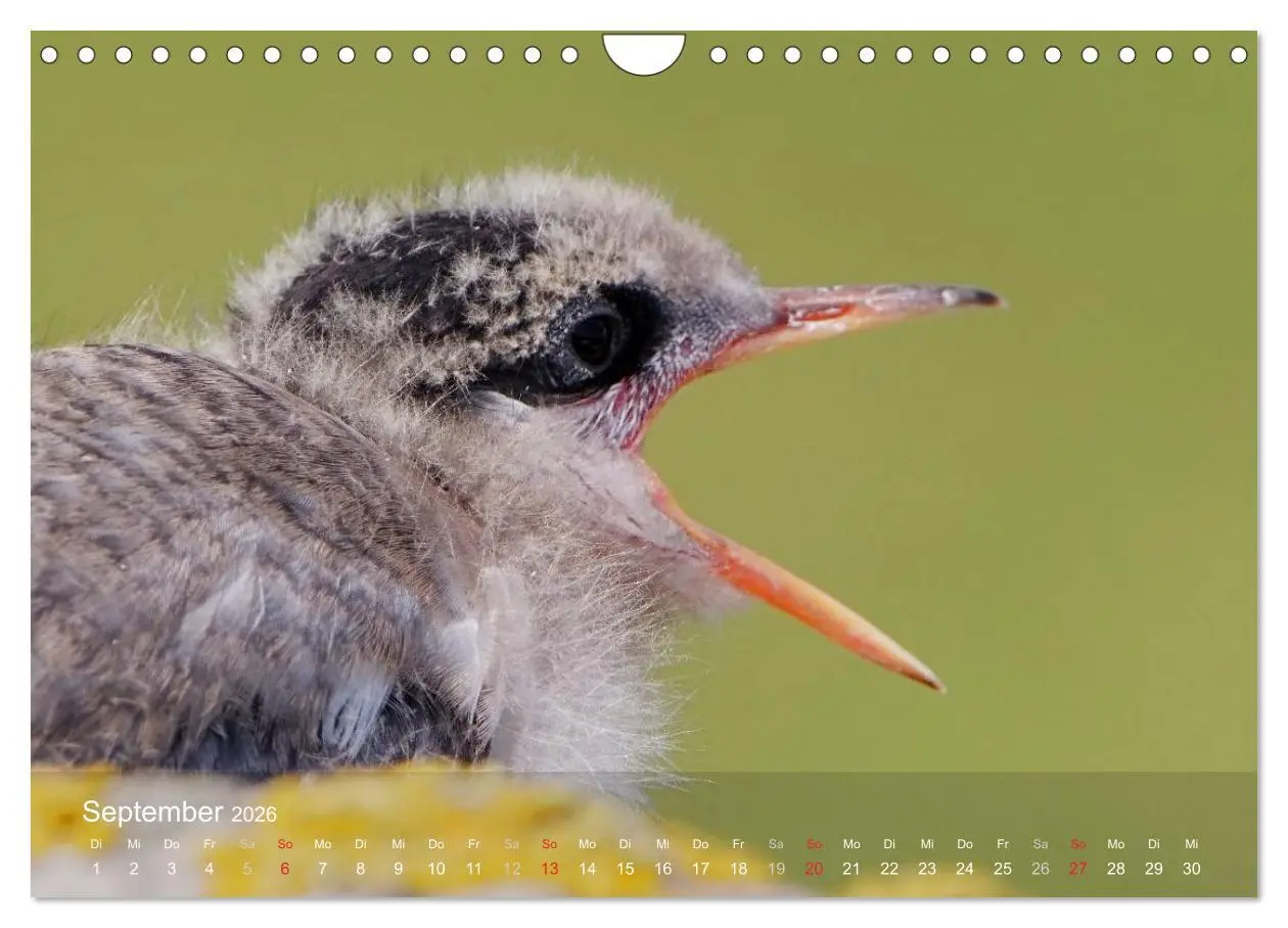 Bild: 9783516193978 | Nordatlantische Seevögel (Wandkalender 2026 DIN A4 quer), CALVENDO...
