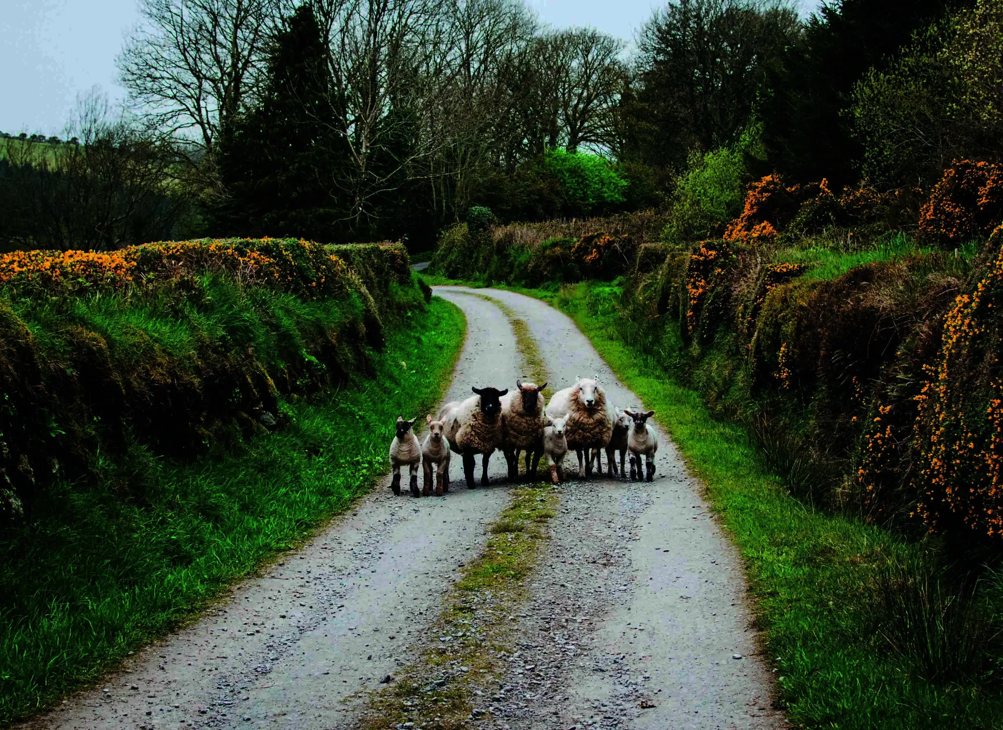 Bild: 9783734334078 | Roadtrips Irland | Inka Oesterling | Taschenbuch | 192 S. | Deutsch