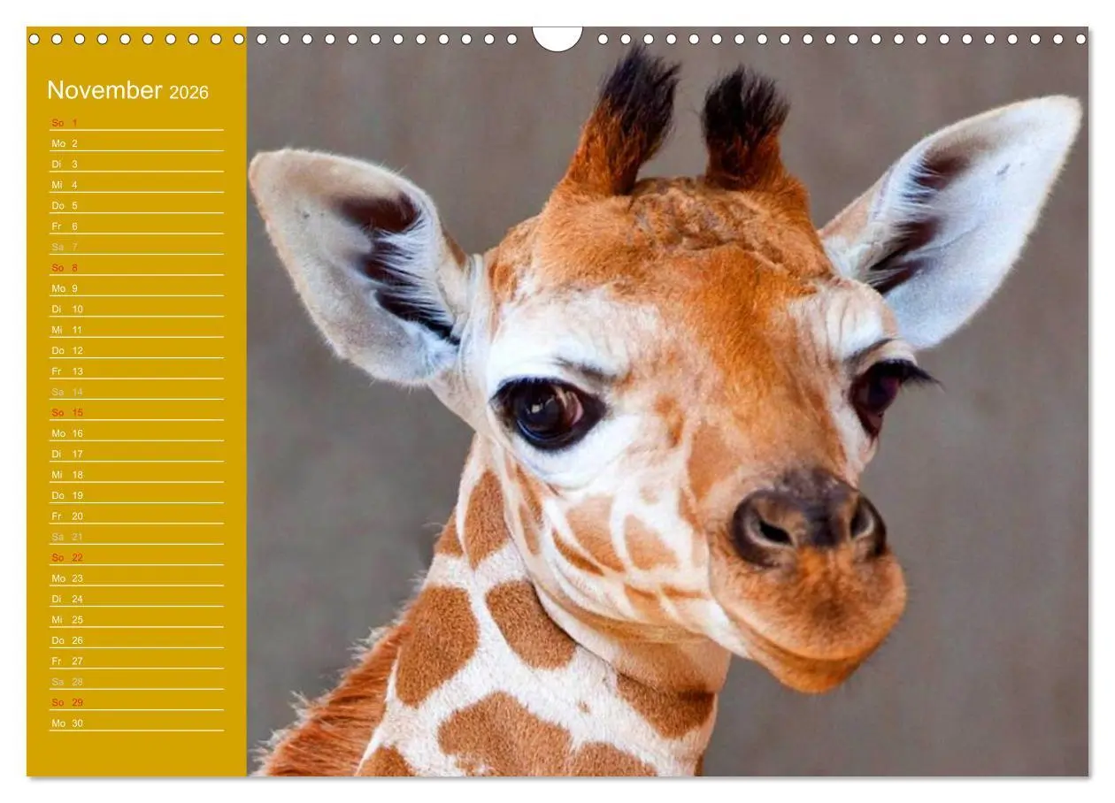 Bild: 9783516144178 | Giraffen / Geburtstagskalender (Wandkalender 2026 DIN A3 quer),...