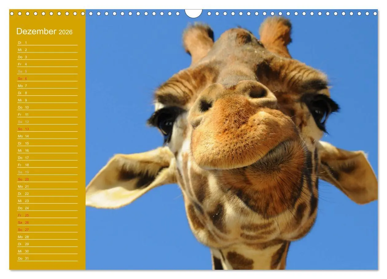 Bild: 9783516144178 | Giraffen / Geburtstagskalender (Wandkalender 2026 DIN A3 quer),...
