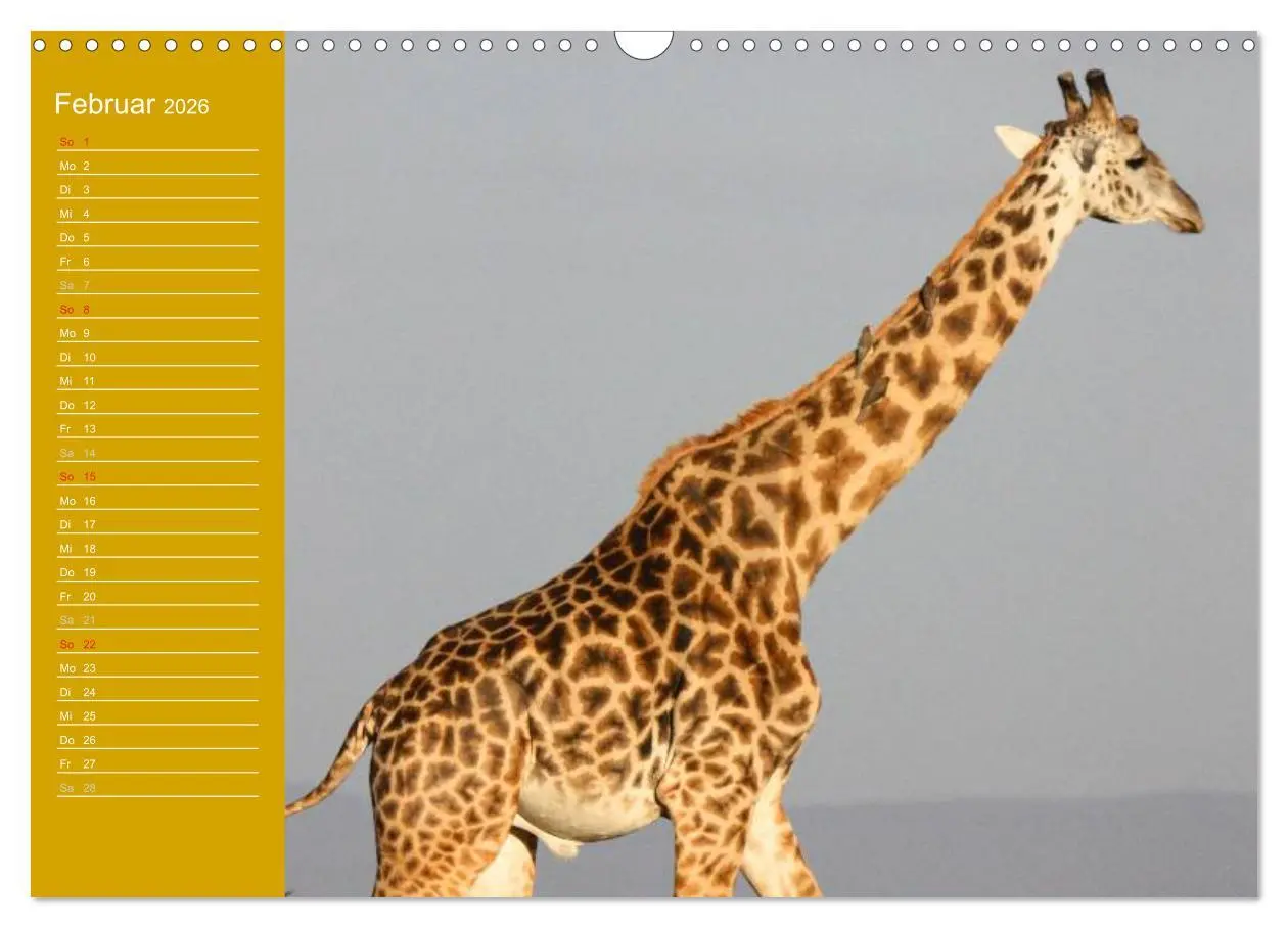 Bild: 9783516144178 | Giraffen / Geburtstagskalender (Wandkalender 2026 DIN A3 quer),...