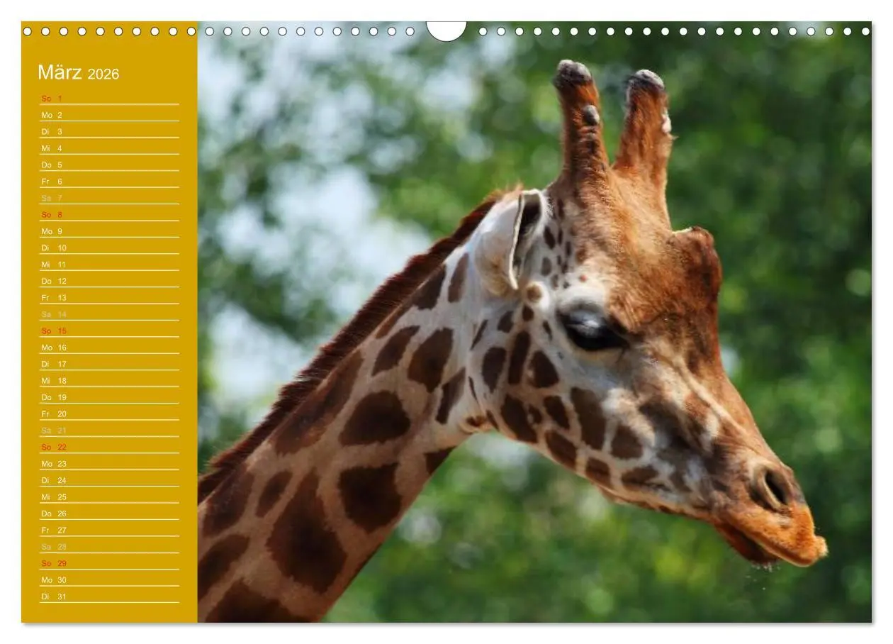Bild: 9783516144178 | Giraffen / Geburtstagskalender (Wandkalender 2026 DIN A3 quer),...