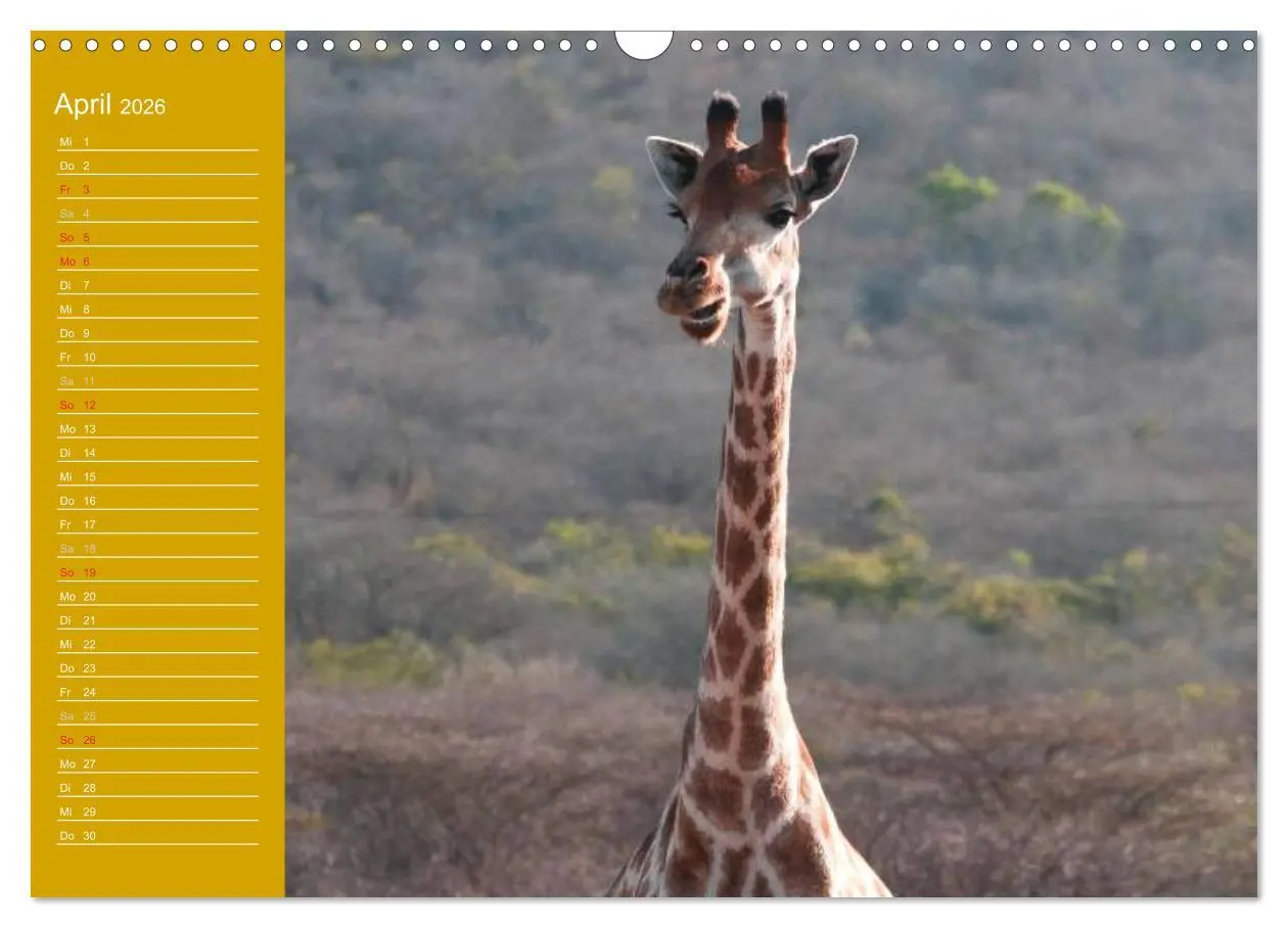 Bild: 9783516144178 | Giraffen / Geburtstagskalender (Wandkalender 2026 DIN A3 quer),...