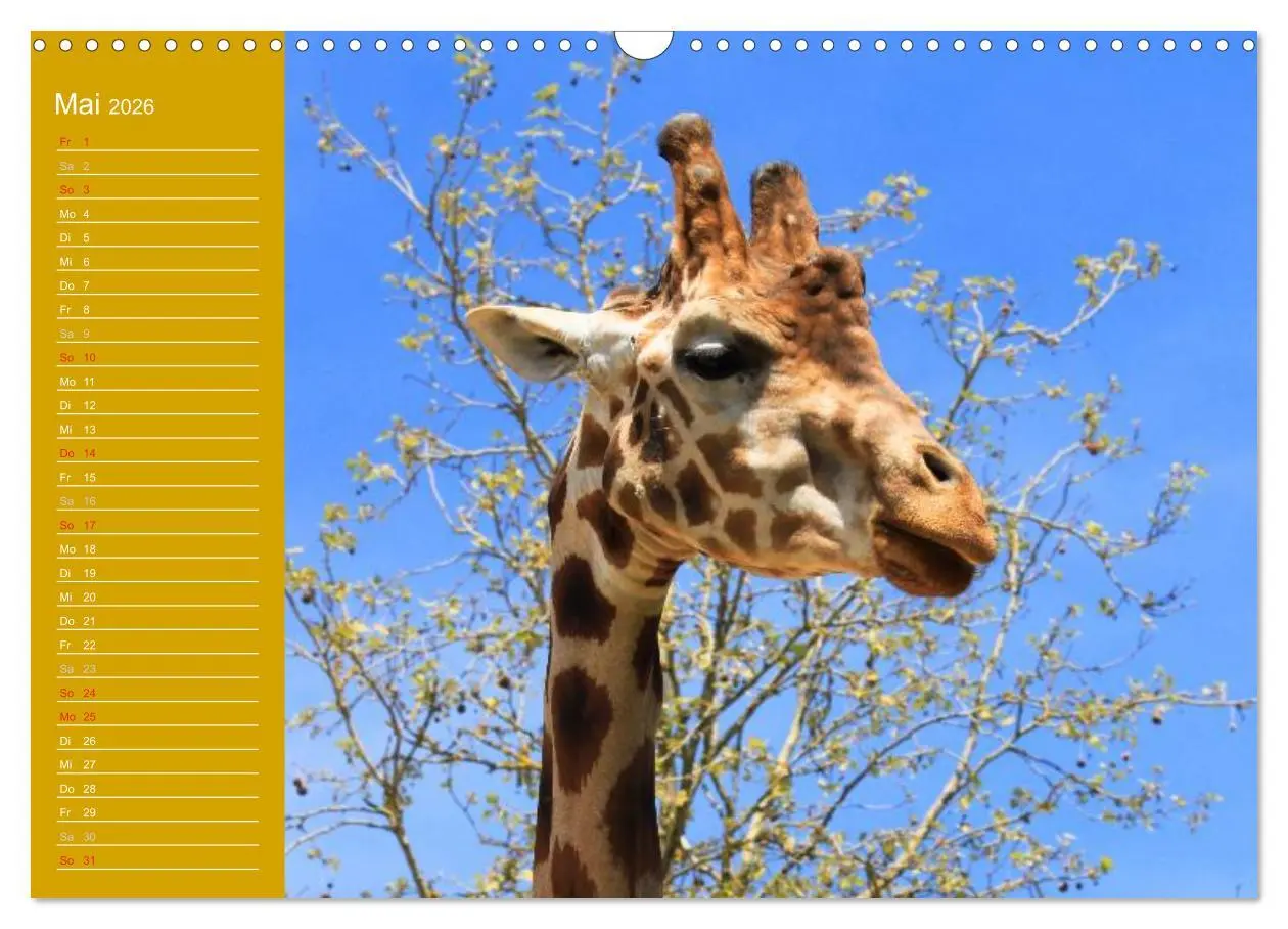 Bild: 9783516144178 | Giraffen / Geburtstagskalender (Wandkalender 2026 DIN A3 quer),...