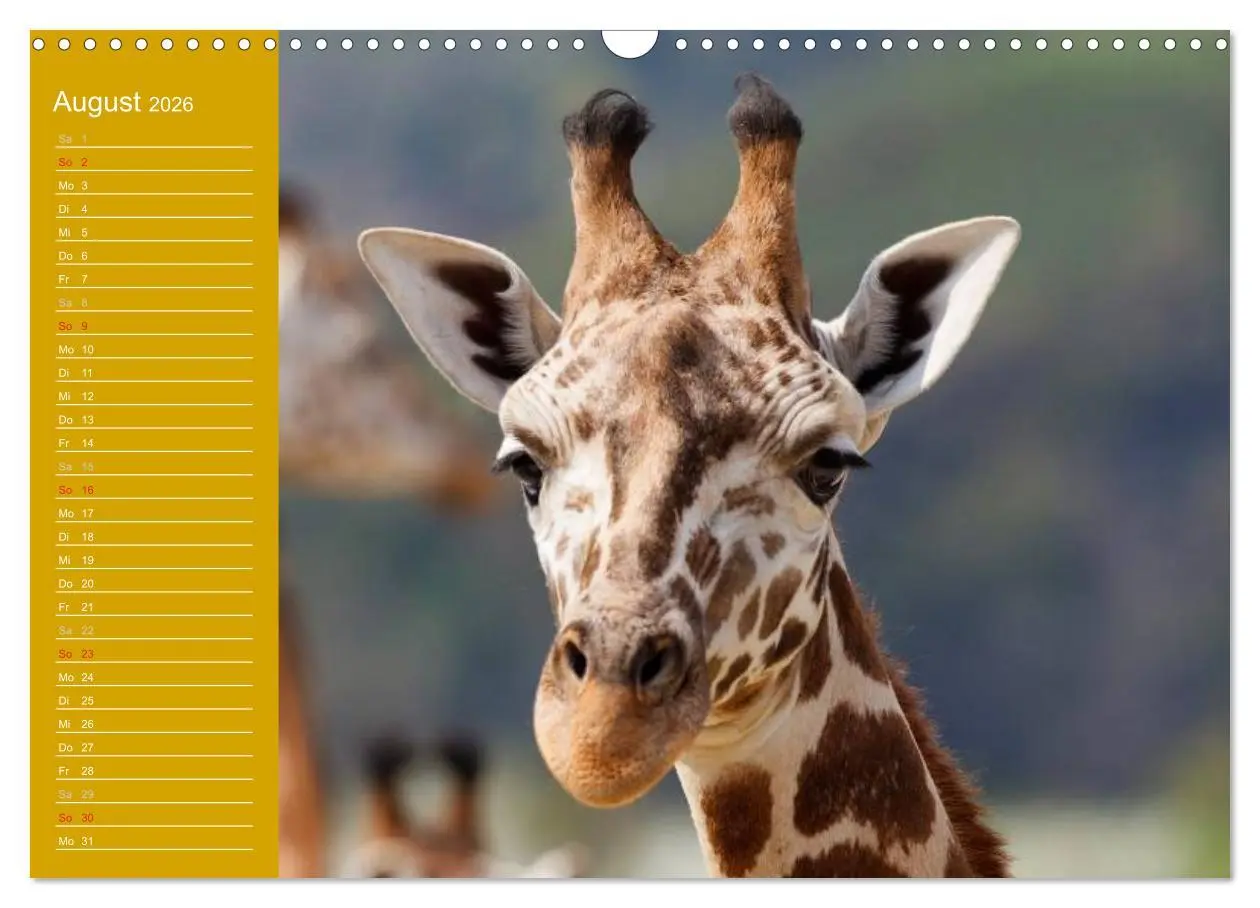 Bild: 9783516144178 | Giraffen / Geburtstagskalender (Wandkalender 2026 DIN A3 quer),...