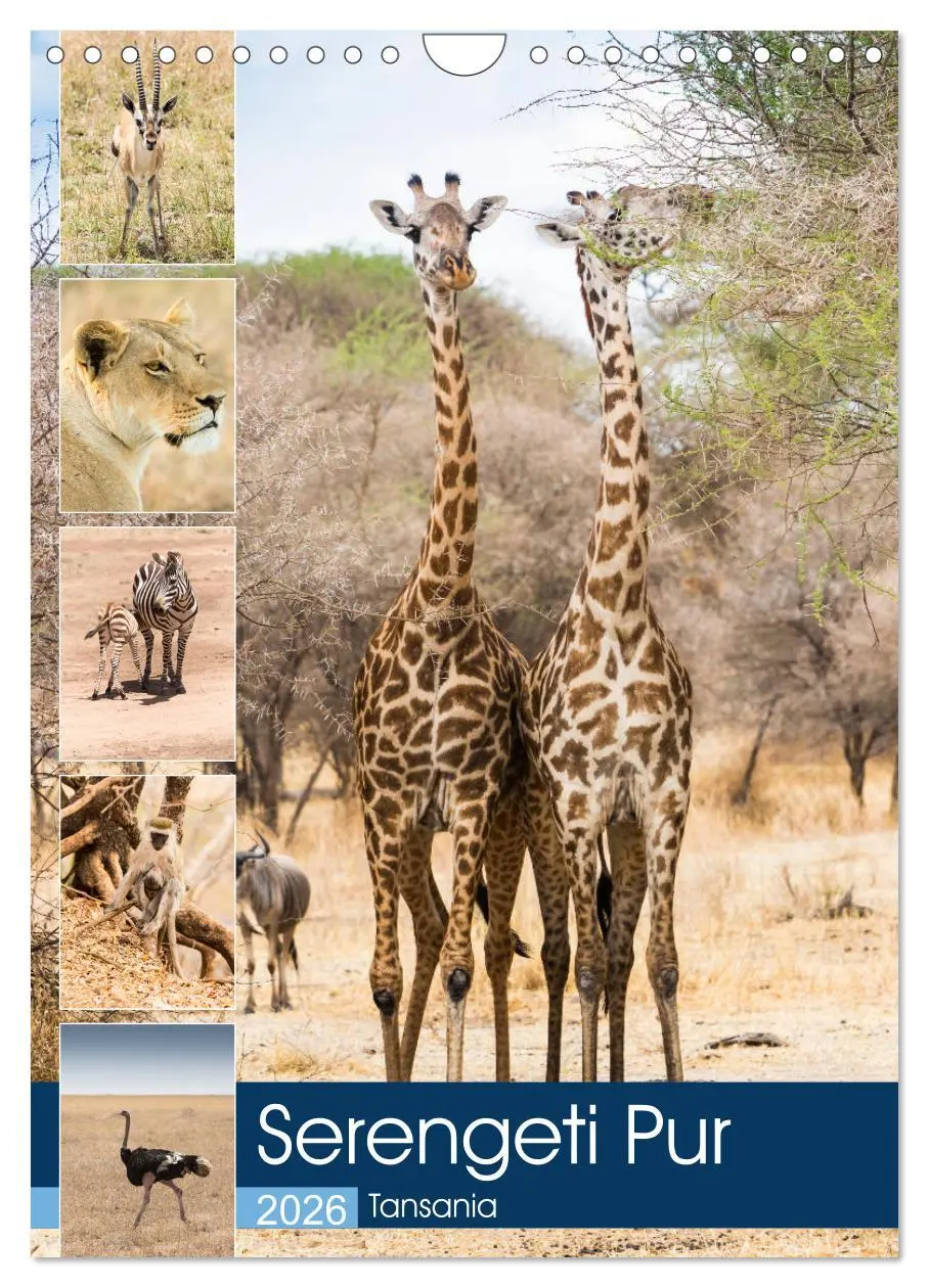 Cover: 9783516384178 | Serengeti Pur - Tansania (Wandkalender 2026 DIN A4 hoch), CALVENDO...