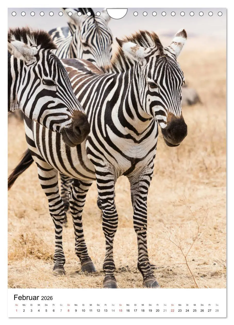 Bild: 9783516384178 | Serengeti Pur - Tansania (Wandkalender 2026 DIN A4 hoch), CALVENDO...